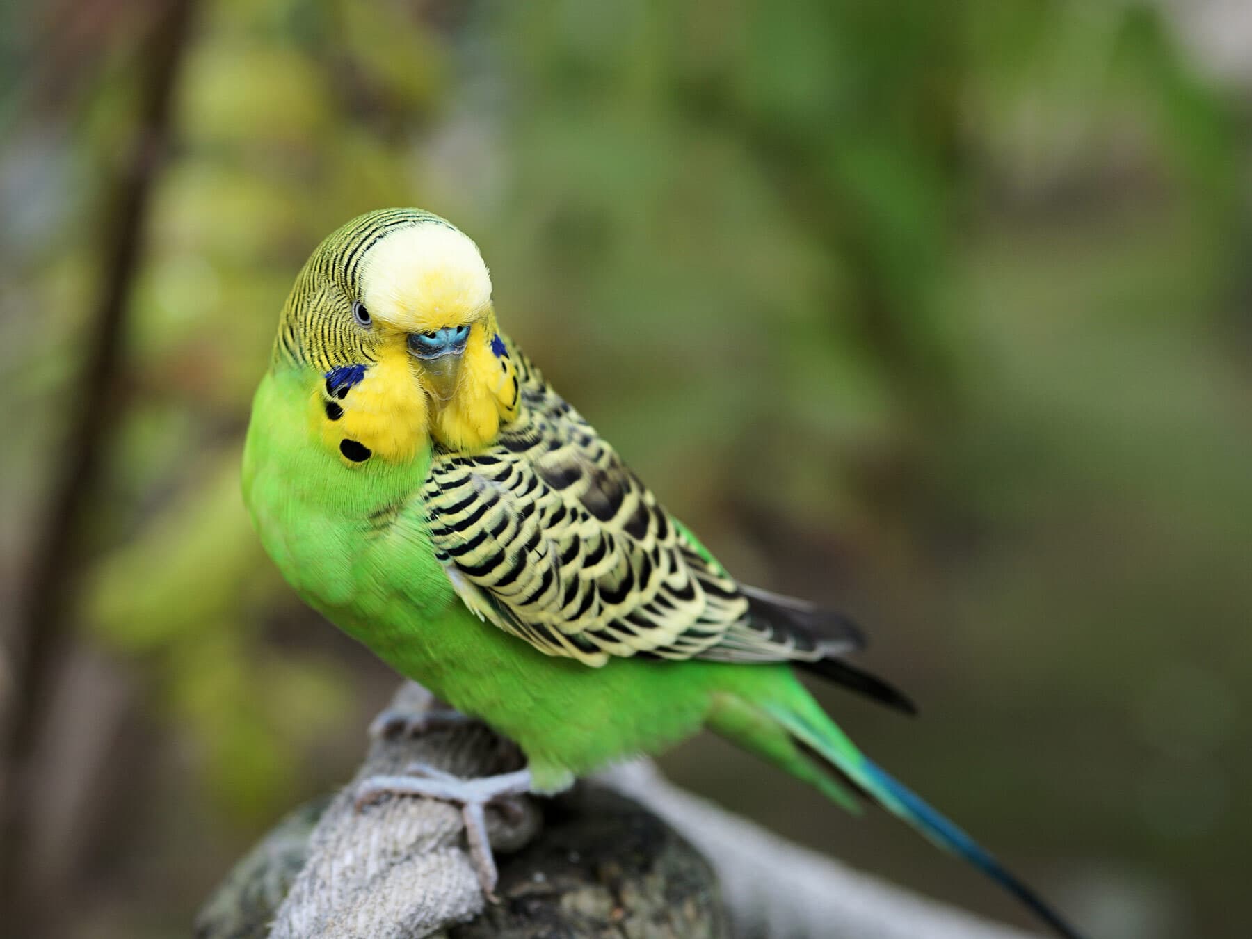 Budgie lifespan