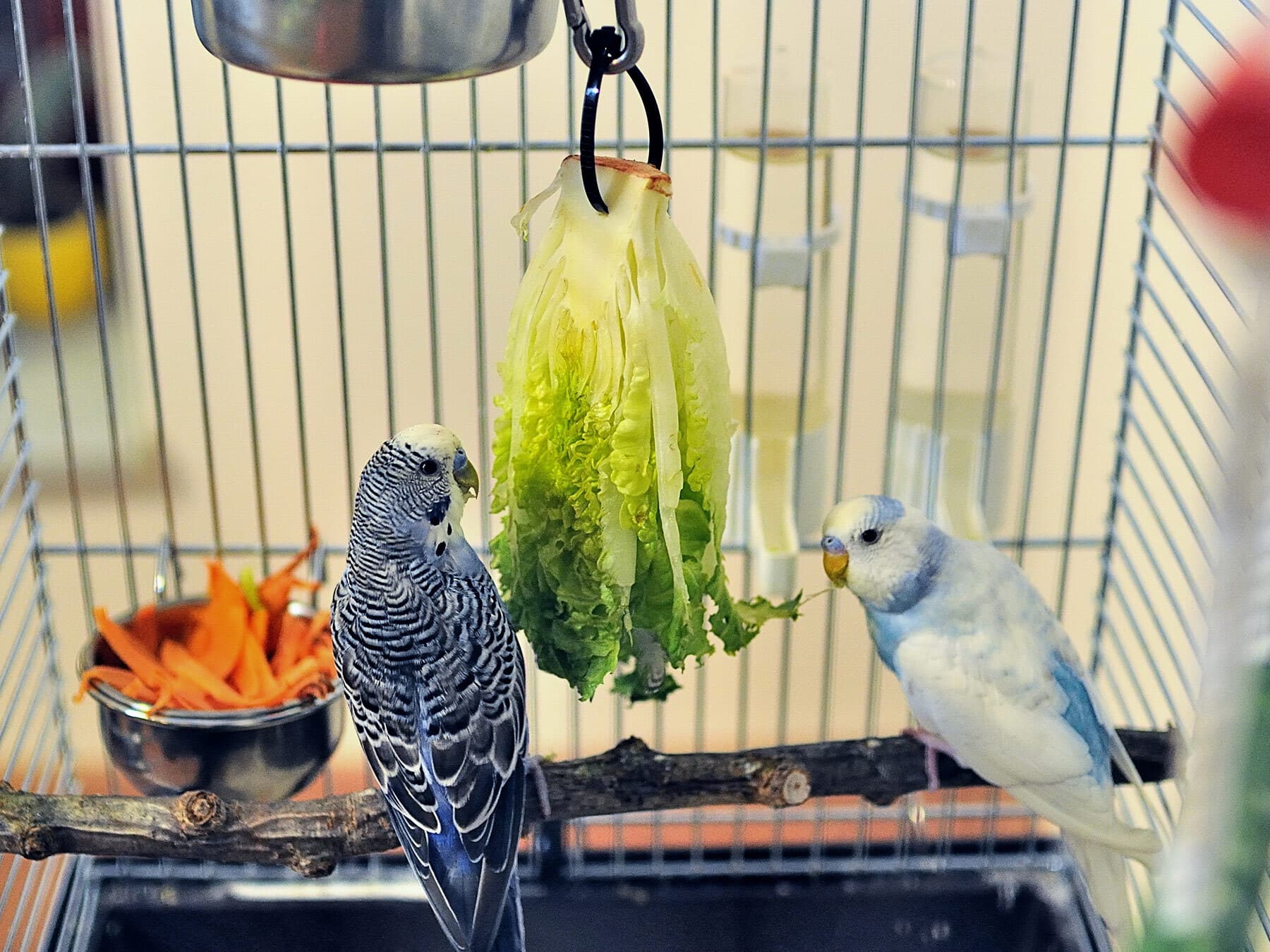 Budgies eating vegetables