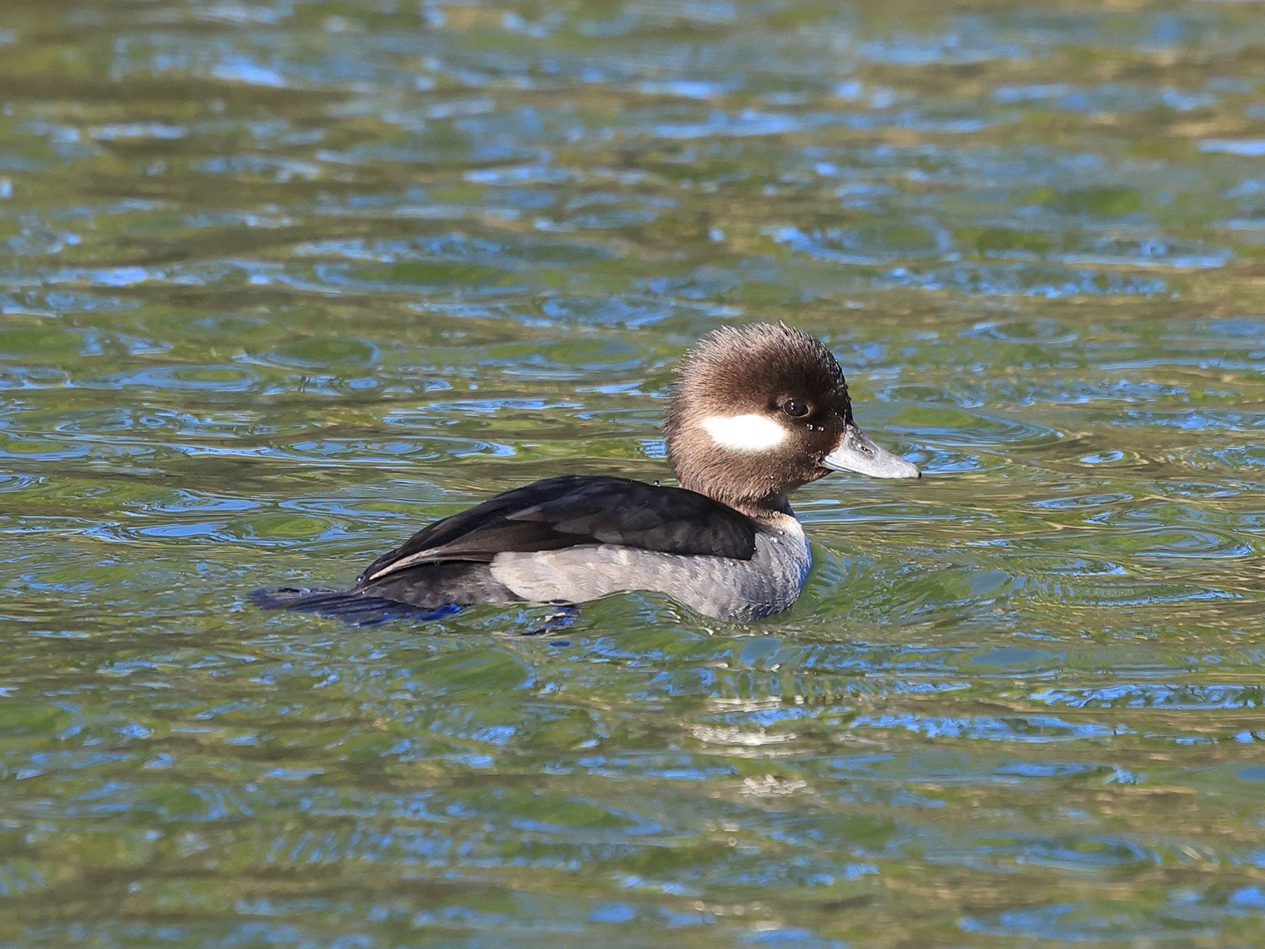 Bufflehead duck hen
