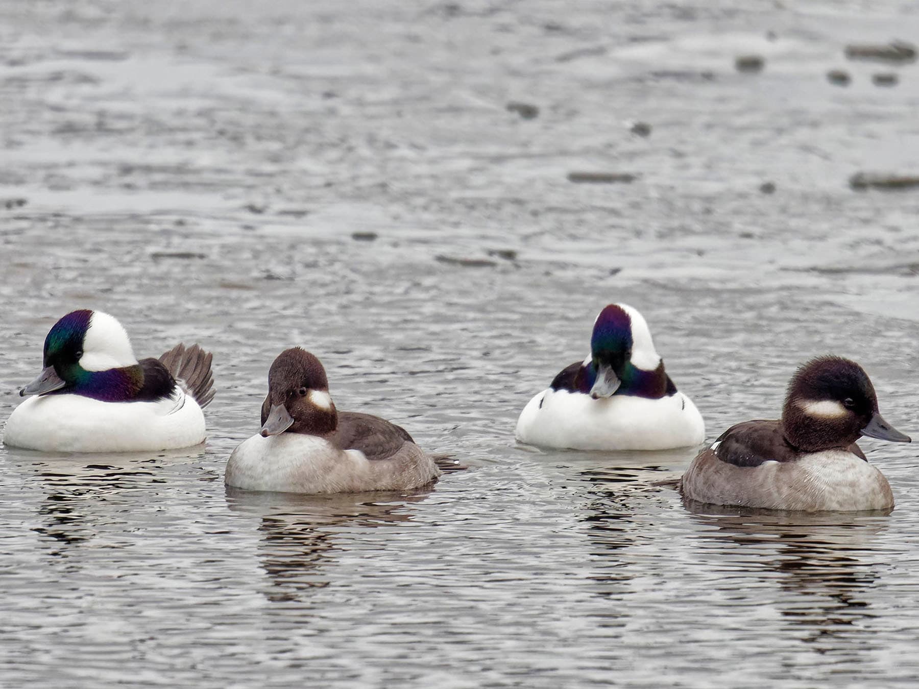 Bufflehead group