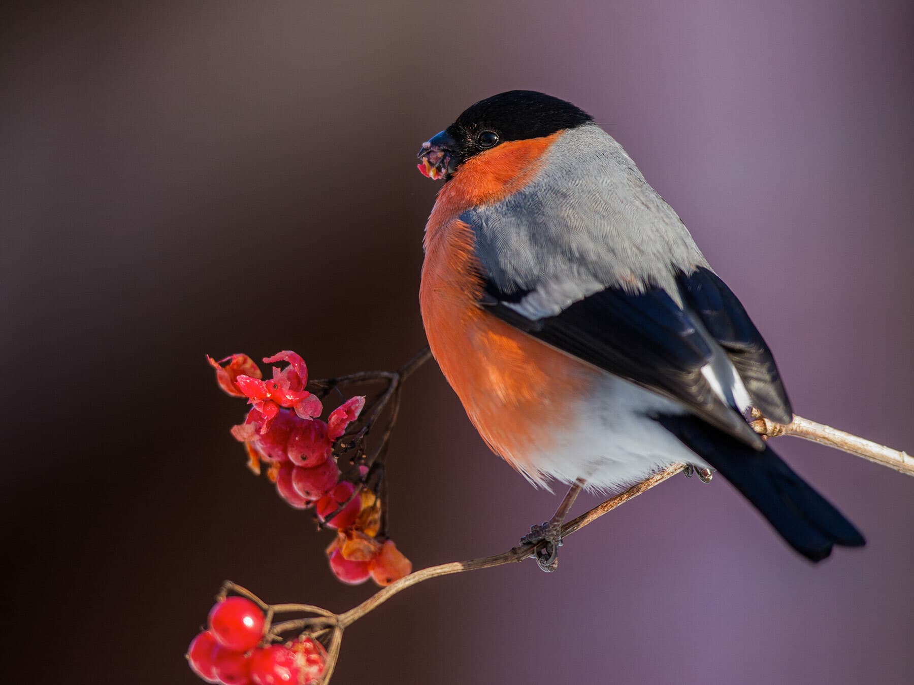 A male Bullfinch eating red berries