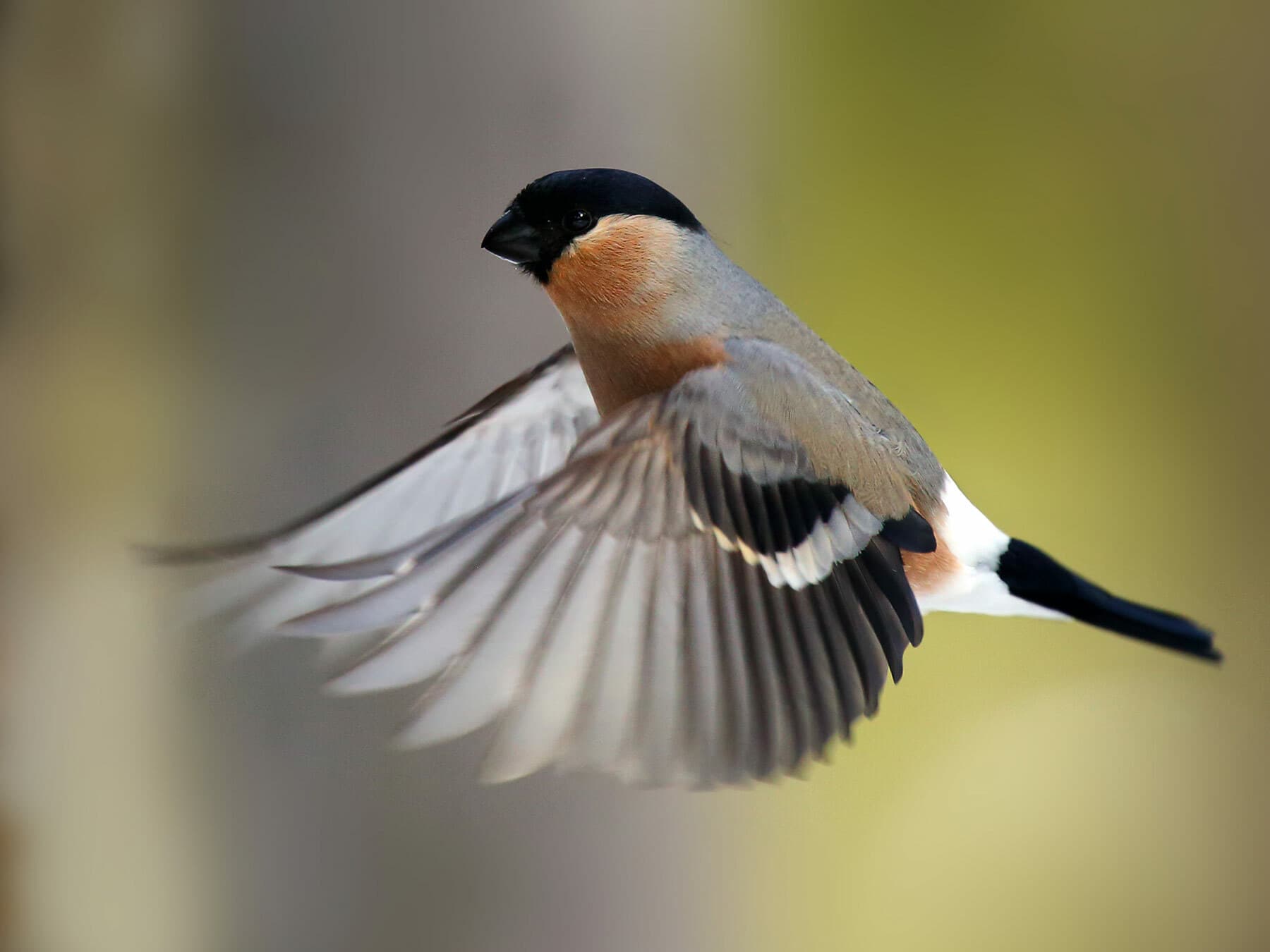 A Bullfinch in flight, showing the white rump between its wings and black tail