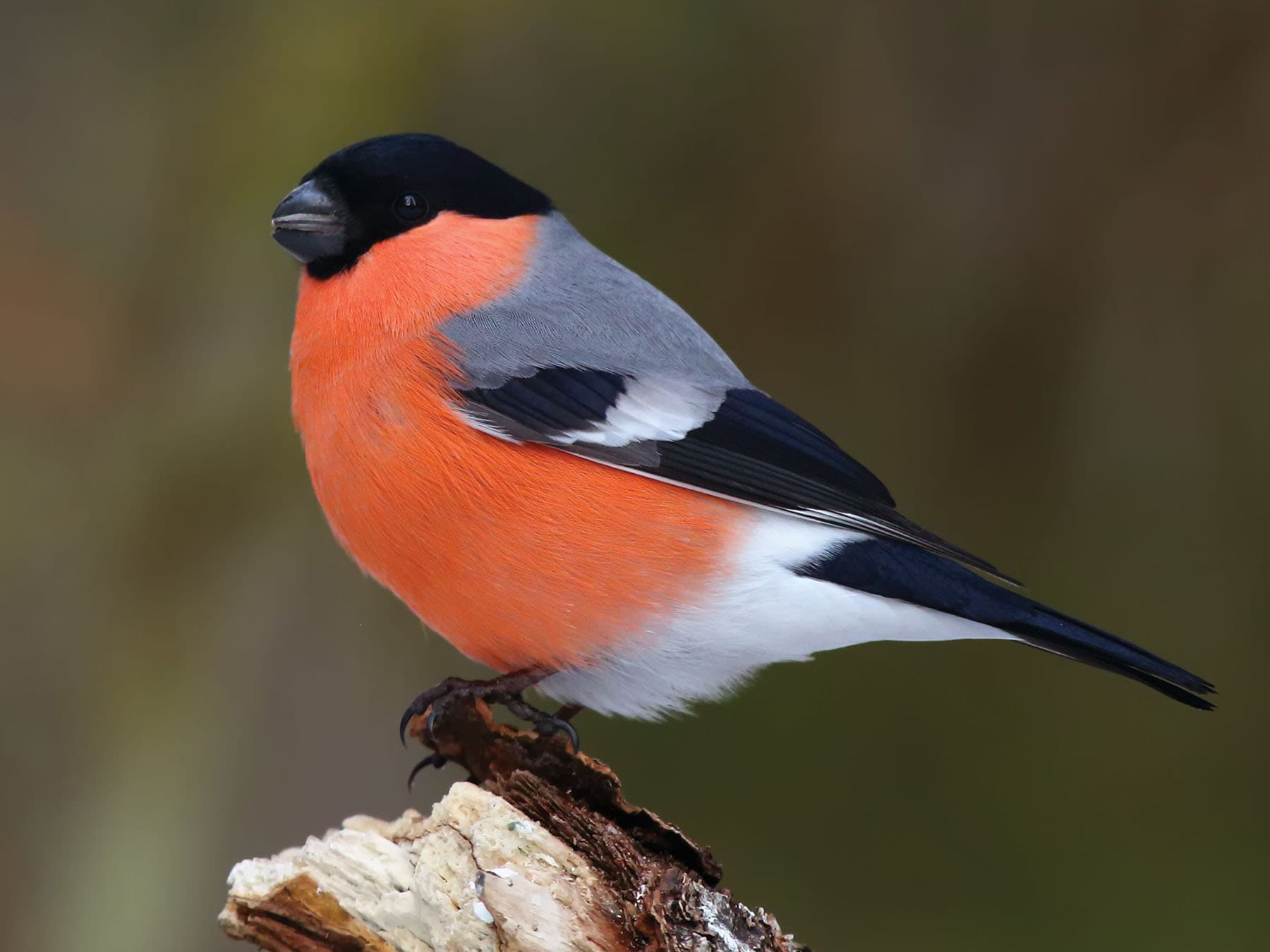 Male Bullfinch
