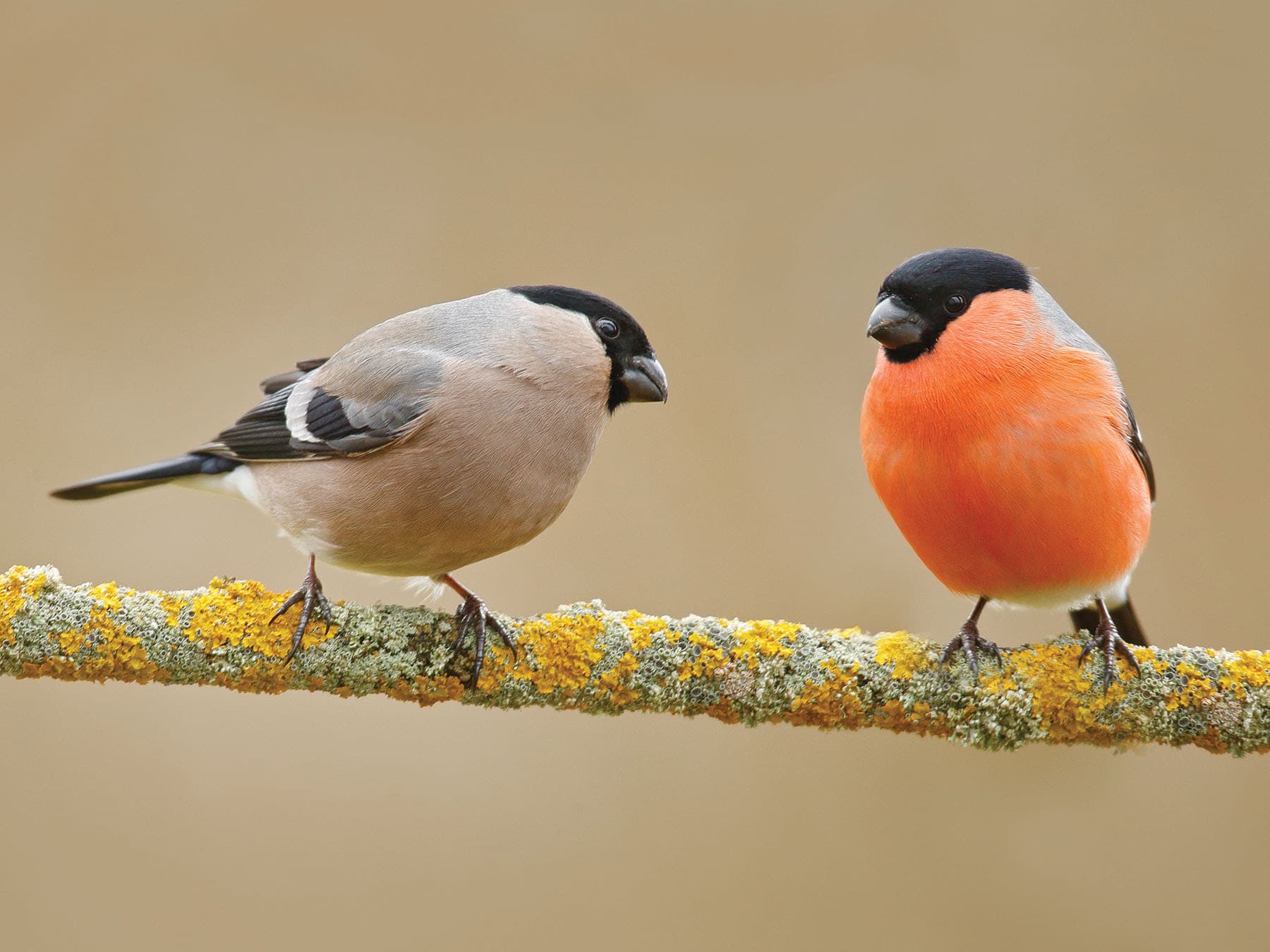 A female (left) and a male Bullfinch on a lichen-covered branch: the same black cap, but she is grey-brown where he is pink