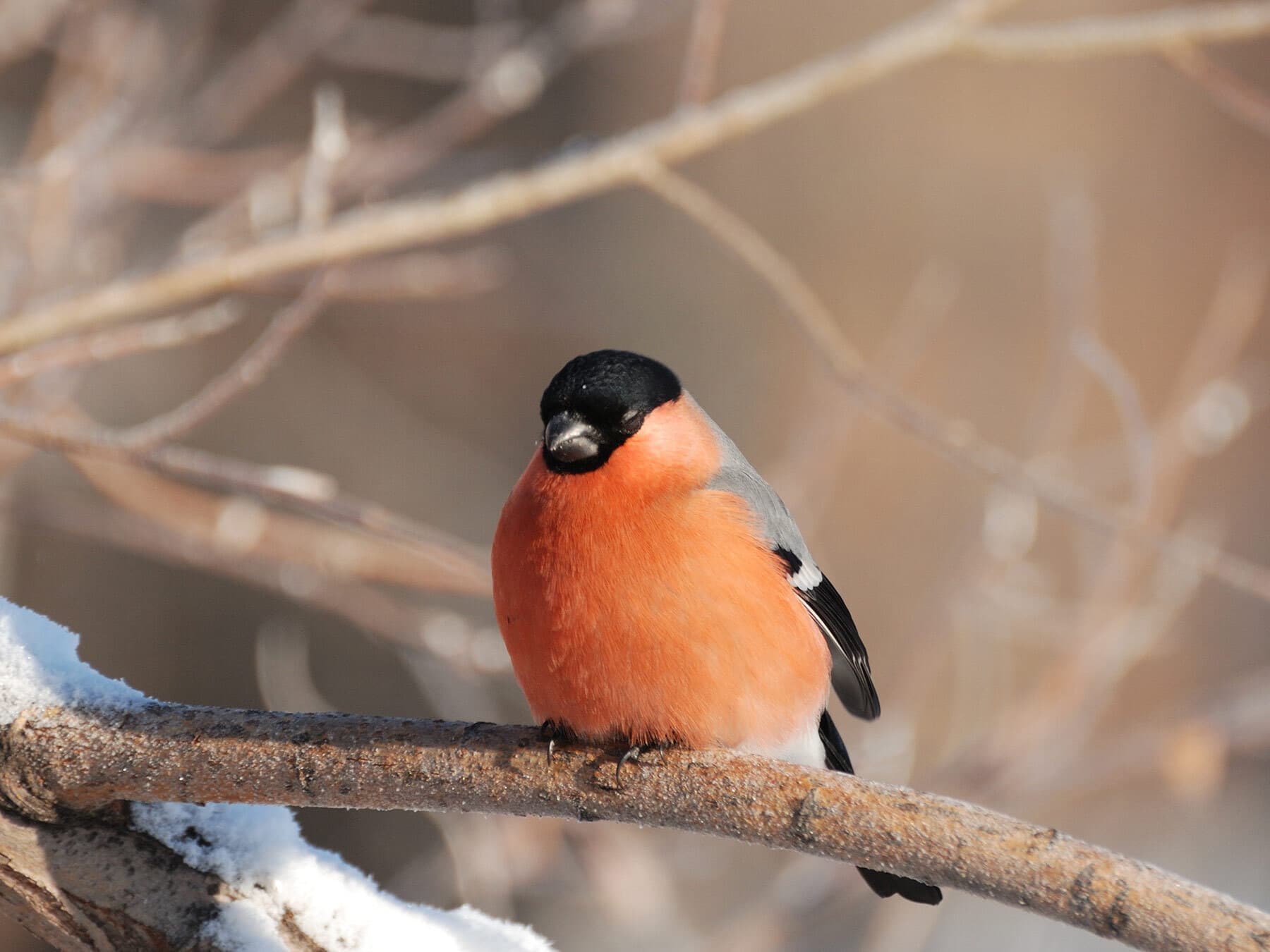 Bullfinch sleeping