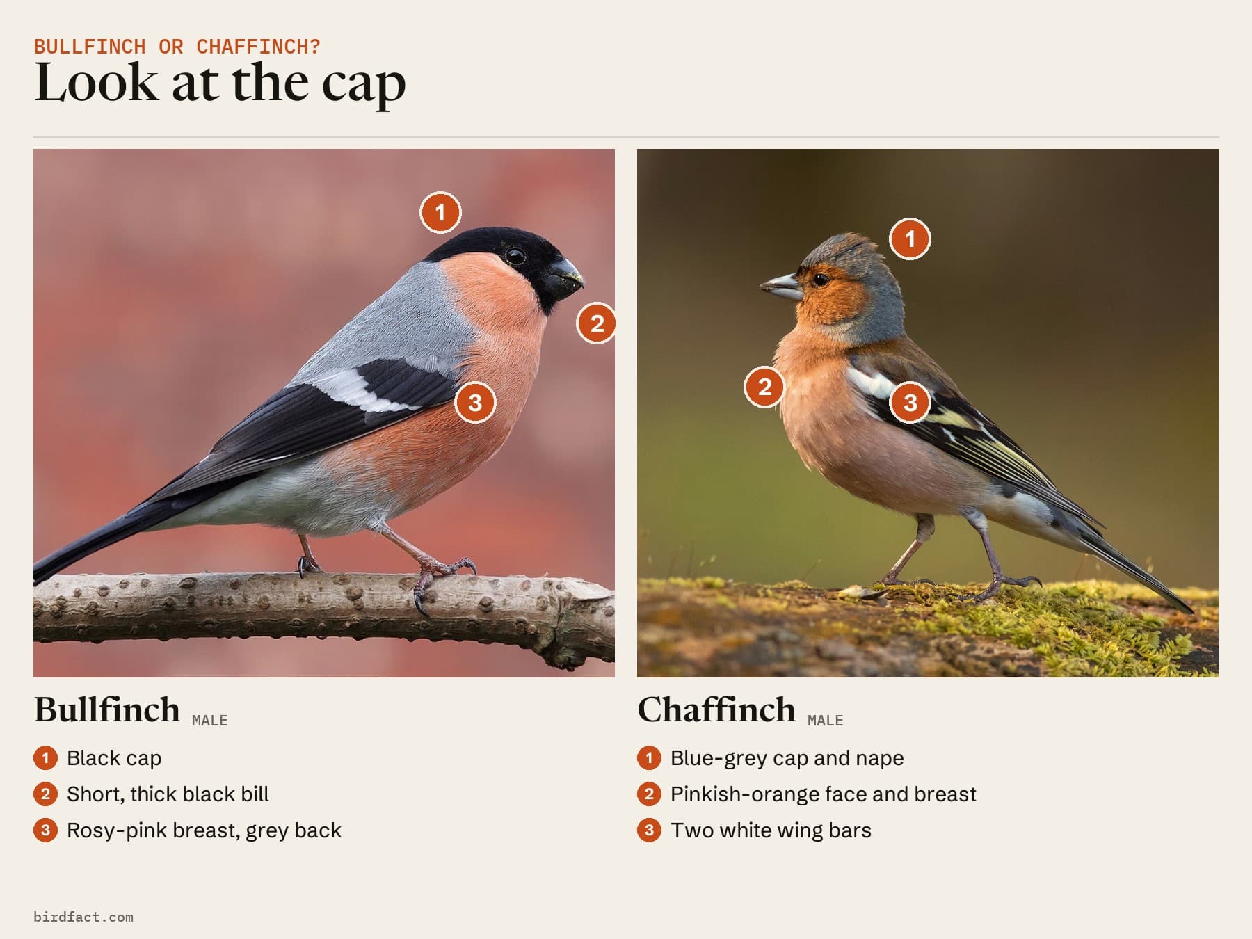 Bullfinch or Chaffinch: the Bullfinch's black cap and grey back beside the male Chaffinch's blue-grey cap and two white wing bars
