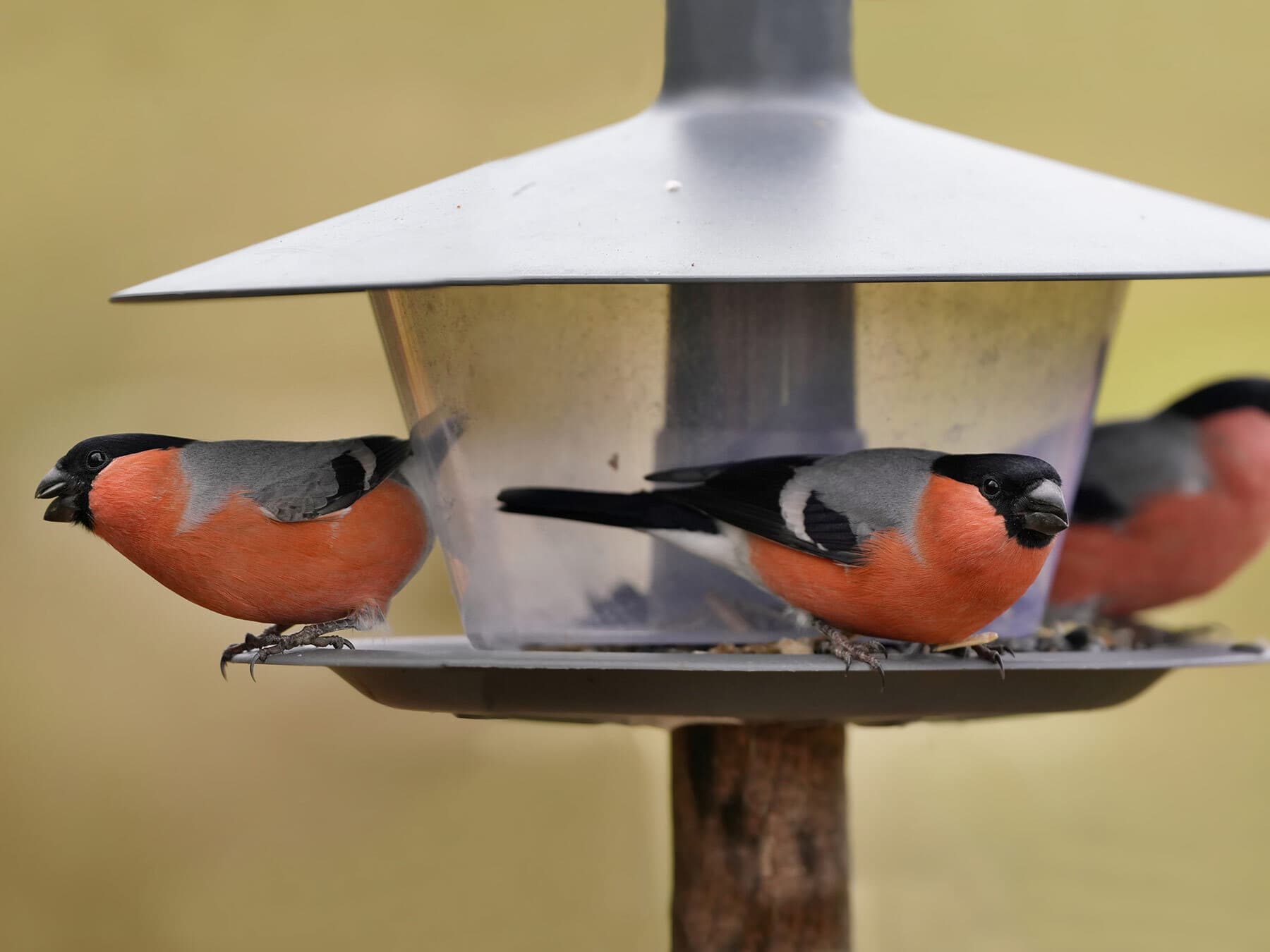 Bullfinches at feeder