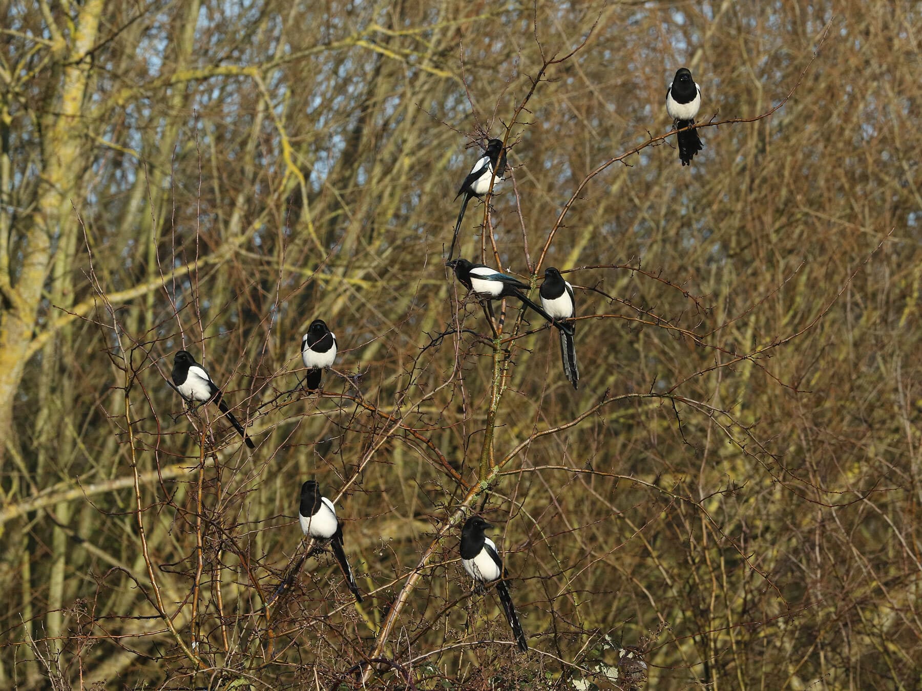 Bunch of magpies