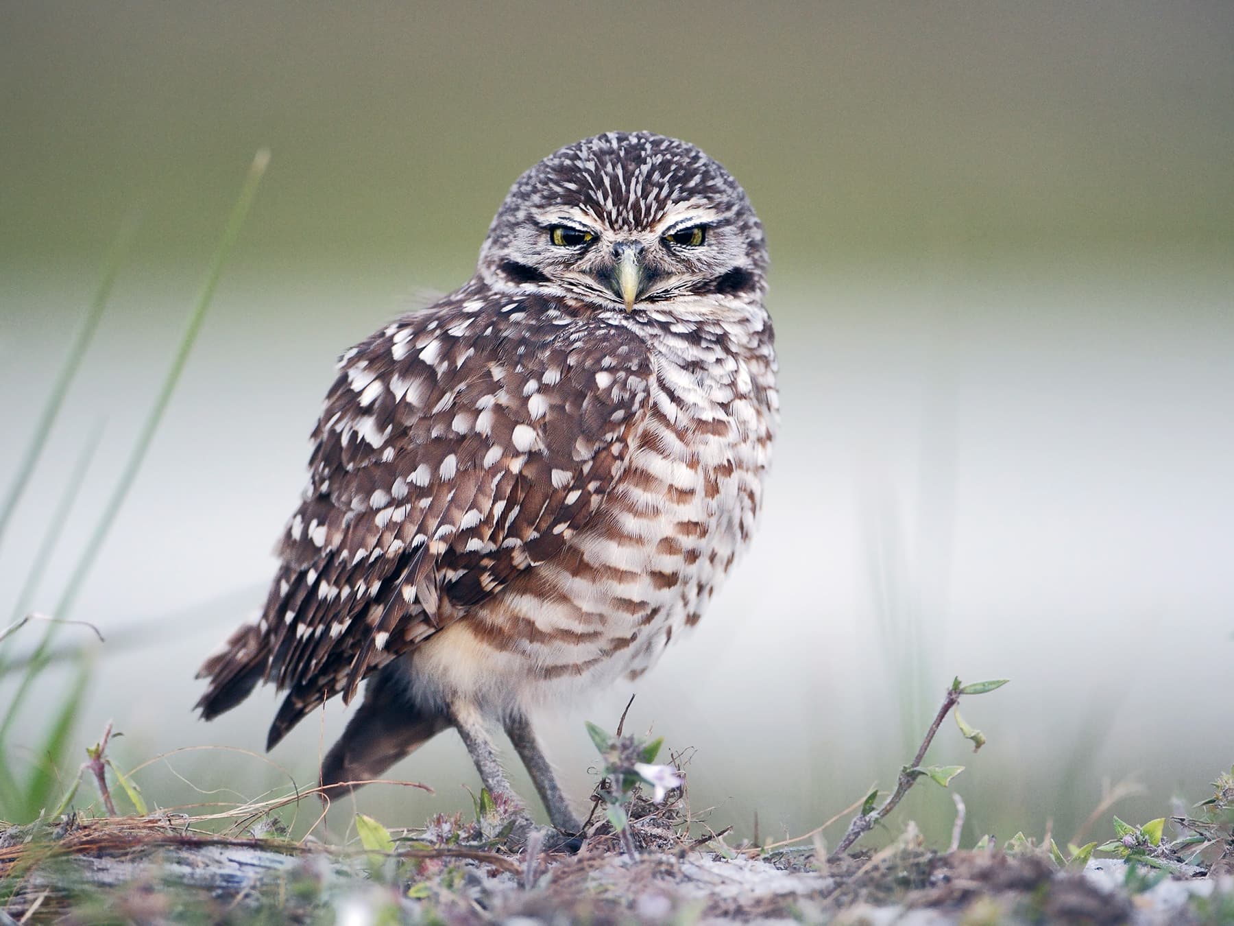 Burrowing Owl in natural habitat