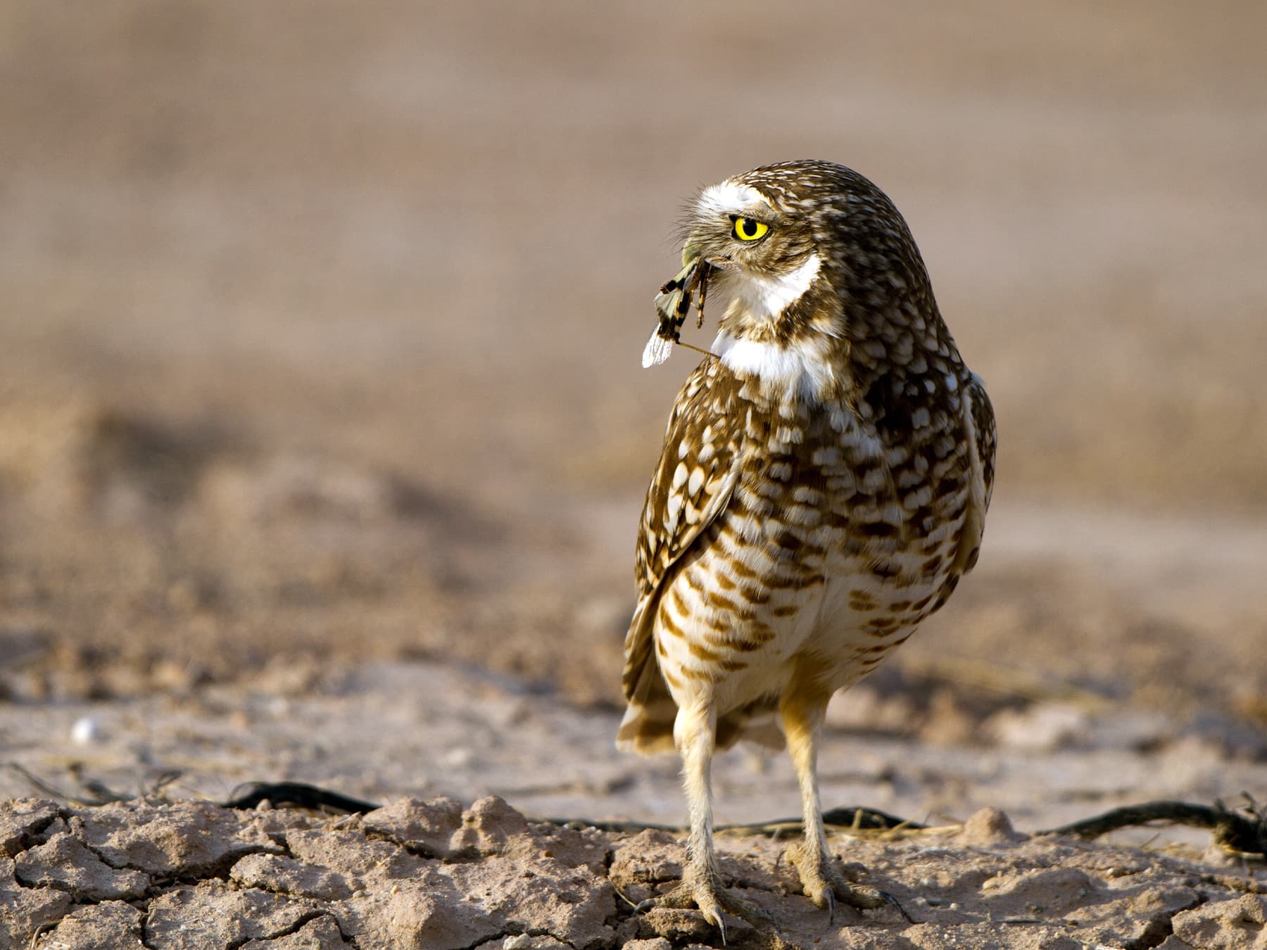Burrowing Owl with a beak full of insects