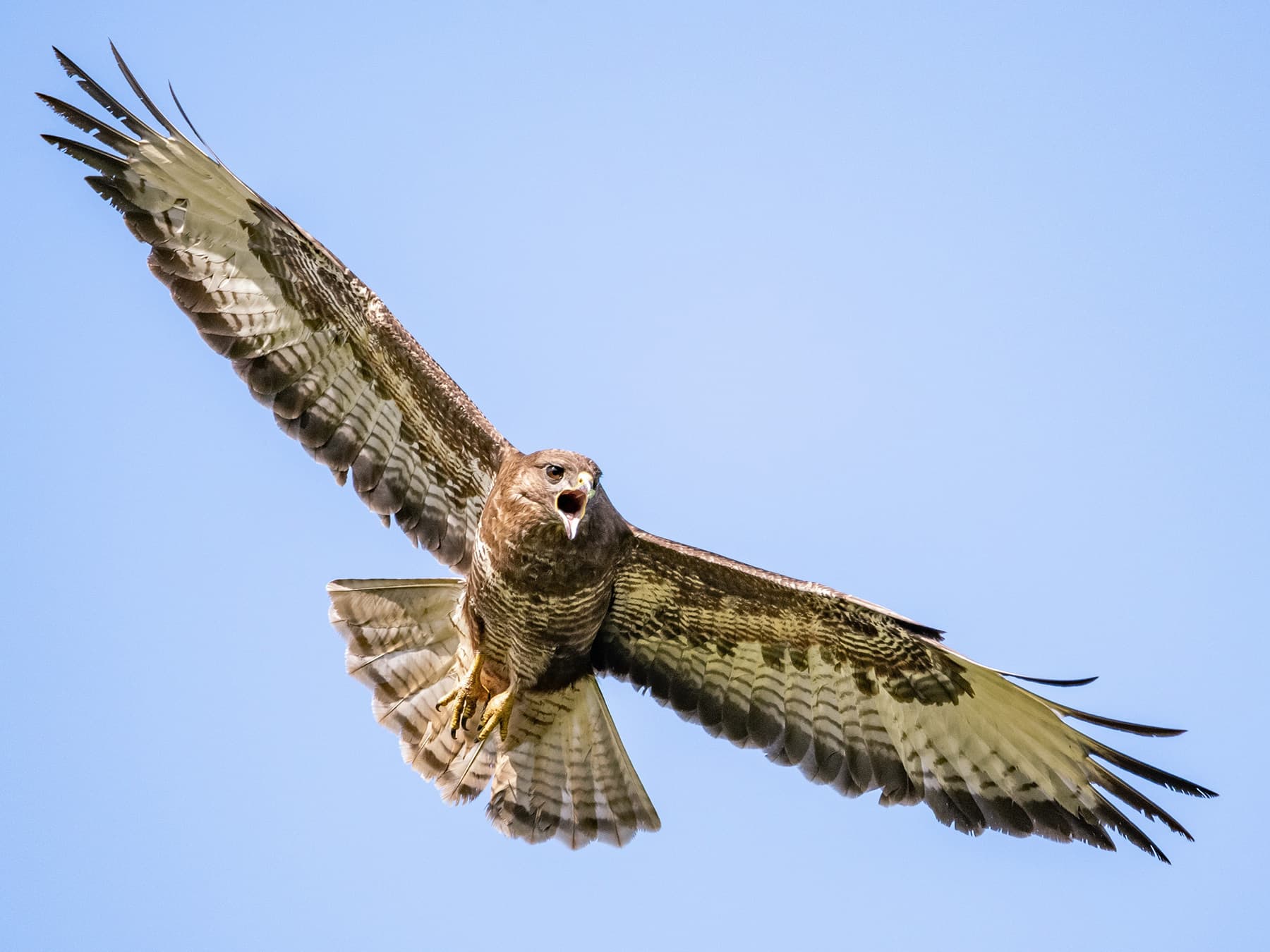 Buzzard circling above prey