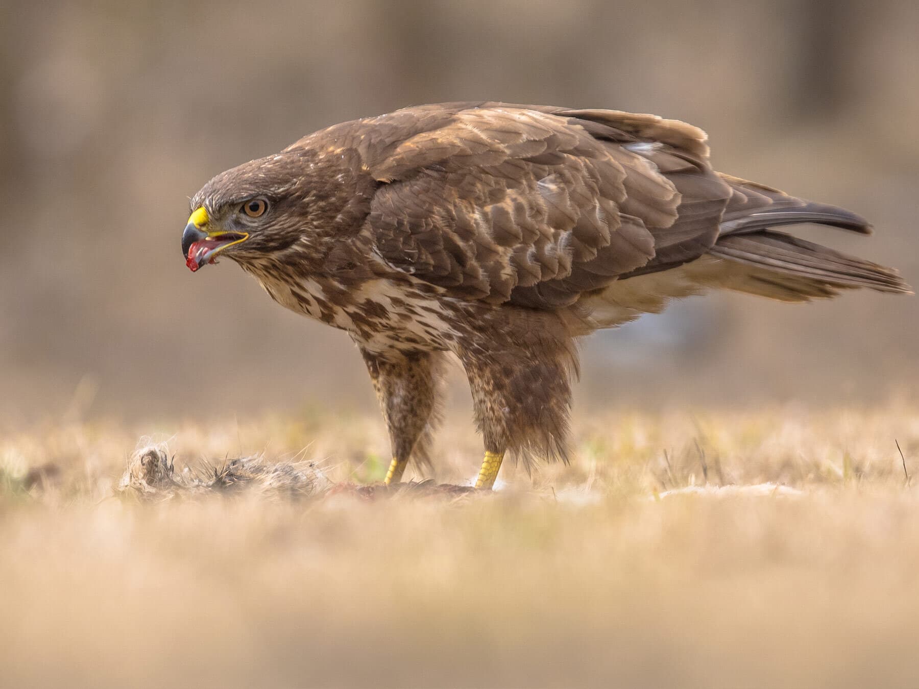Buzzard eating meat