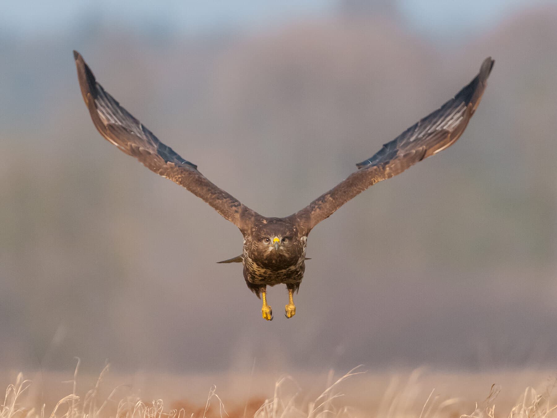 Buzzard flying