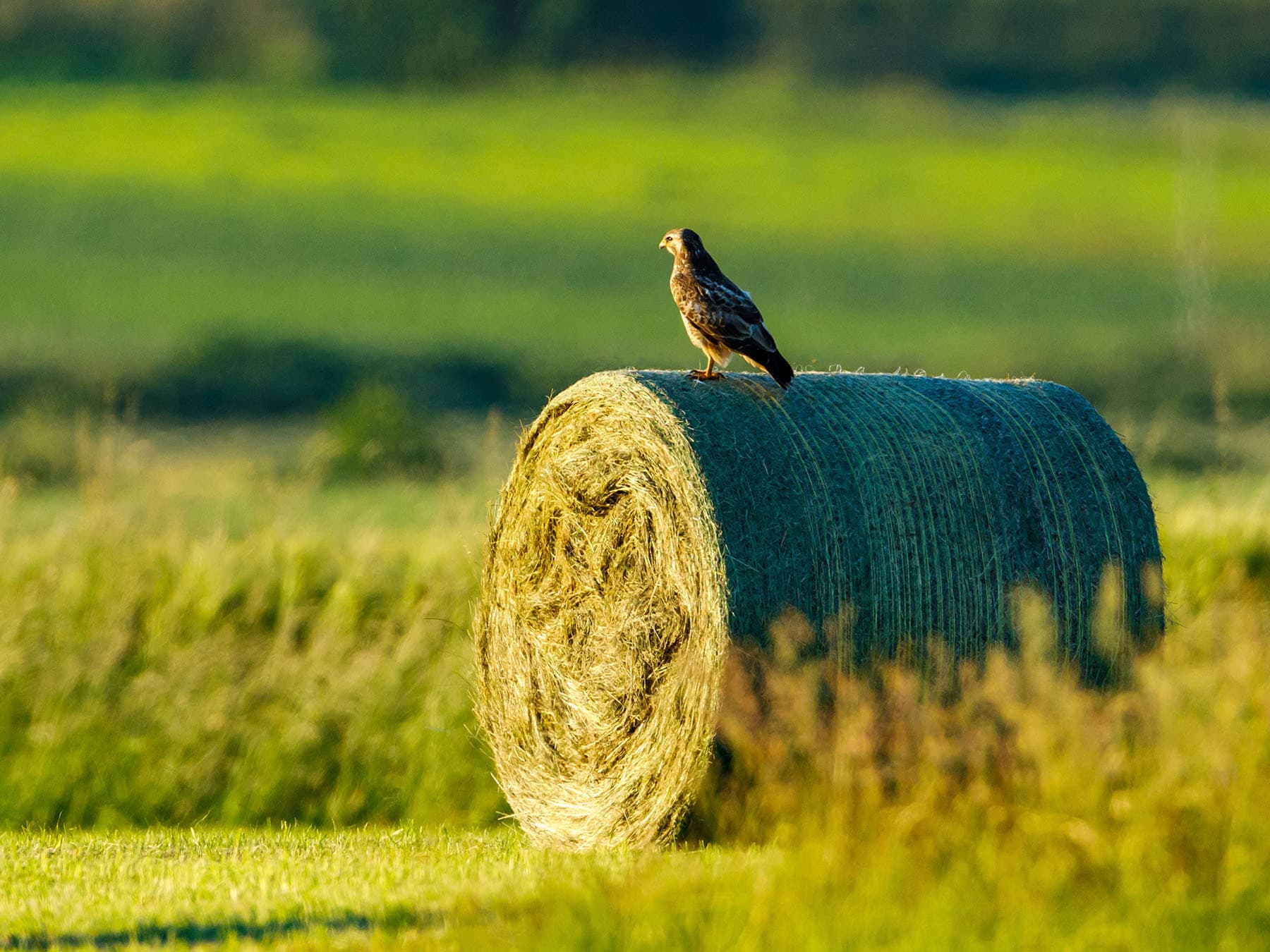 Buzzards can be found across a range of habitats, but are more common in farmland, woodland and moorland