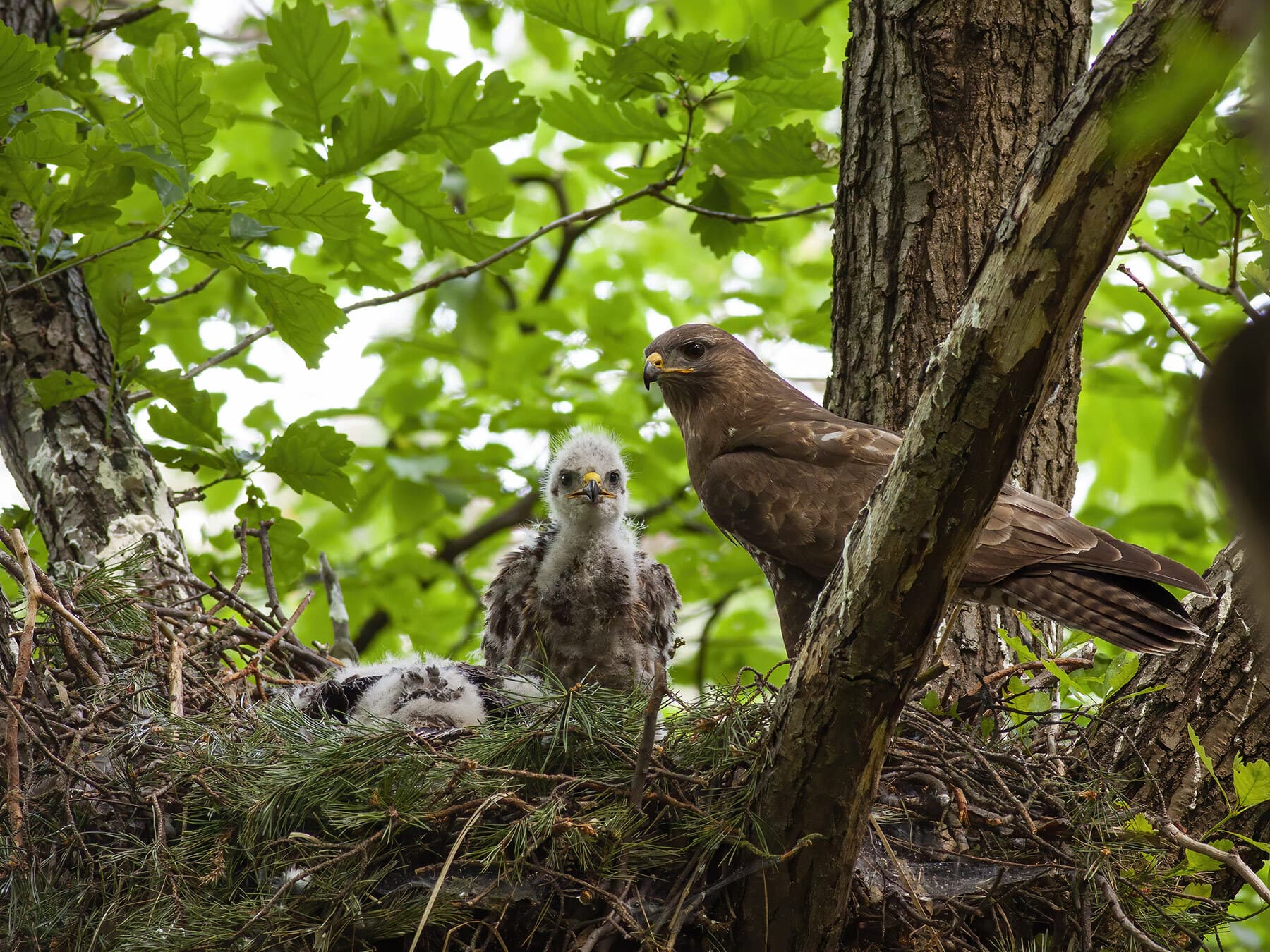 Buzzard in nest