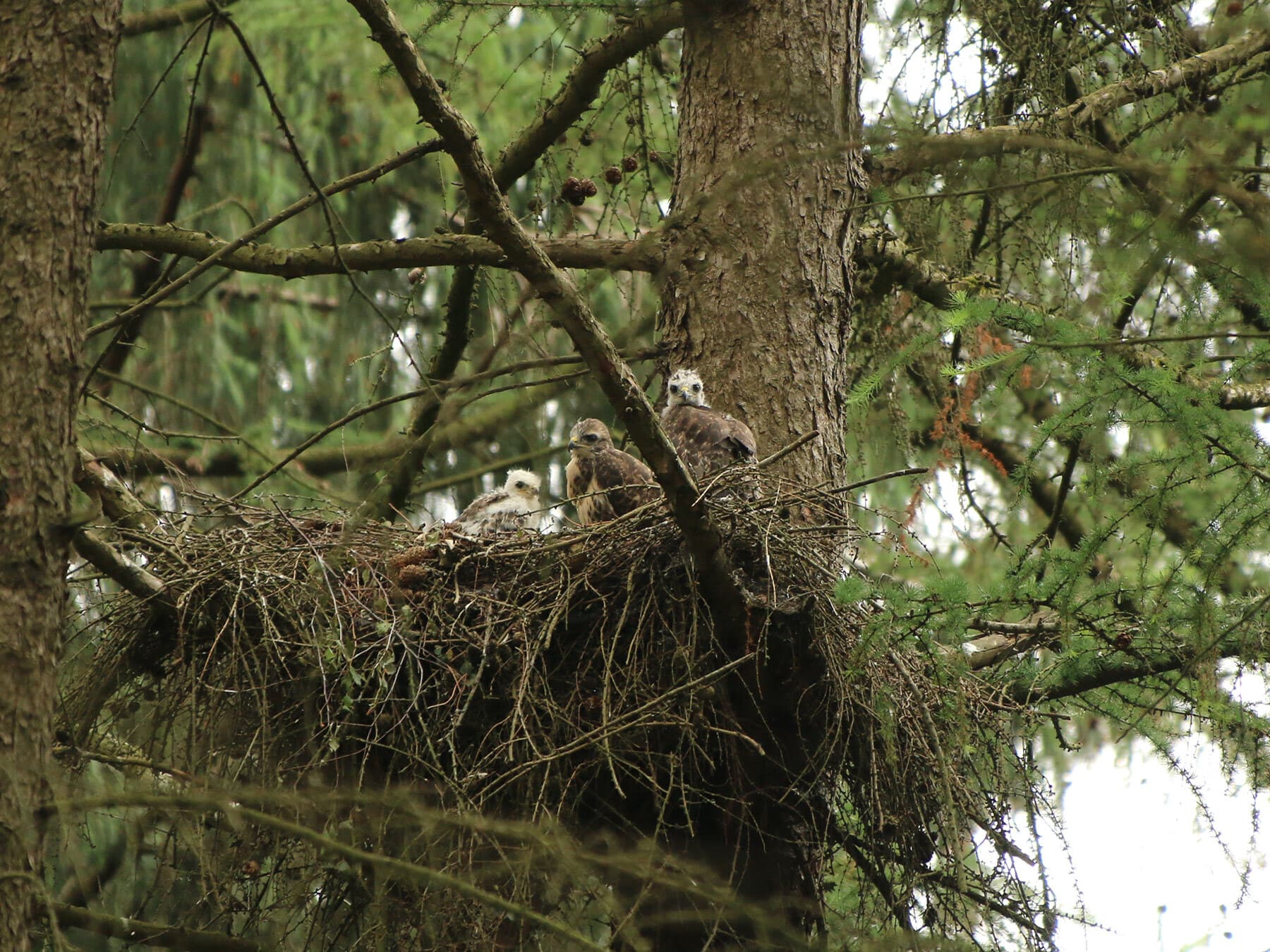 Buzzard nest