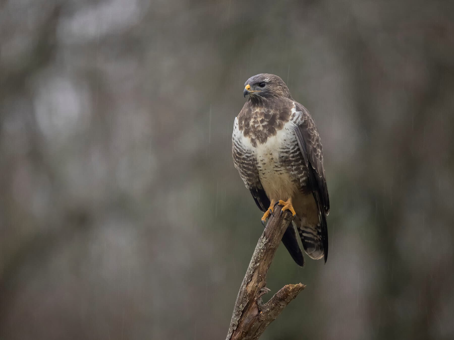Buzzard Nesting: A Complete Guide
