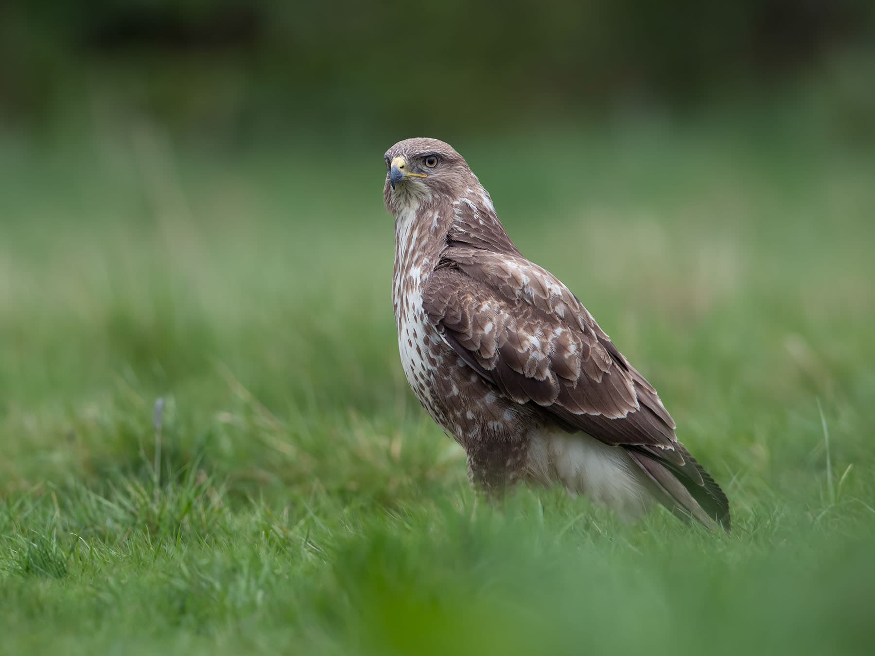 Close up of a Buzzard on the grass