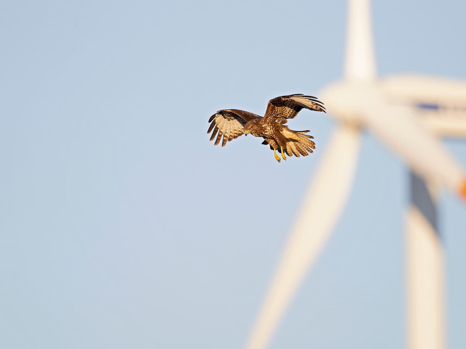 Buzzard wind turbine