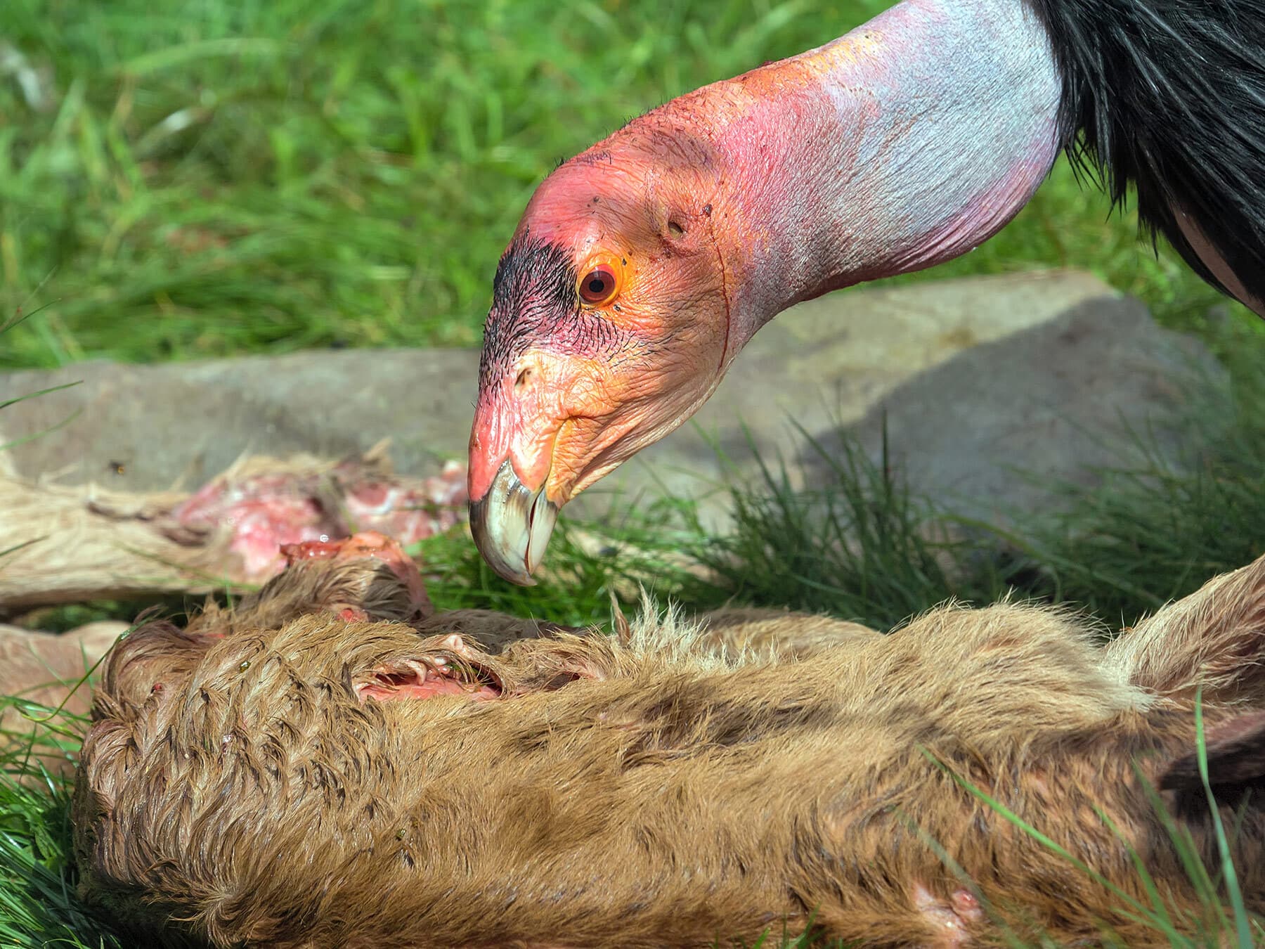 California condor feeding