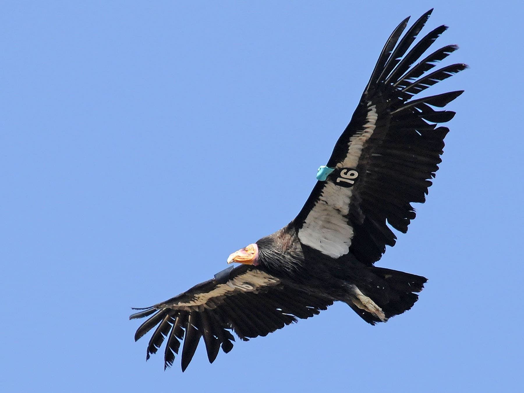 California Condor in-flight