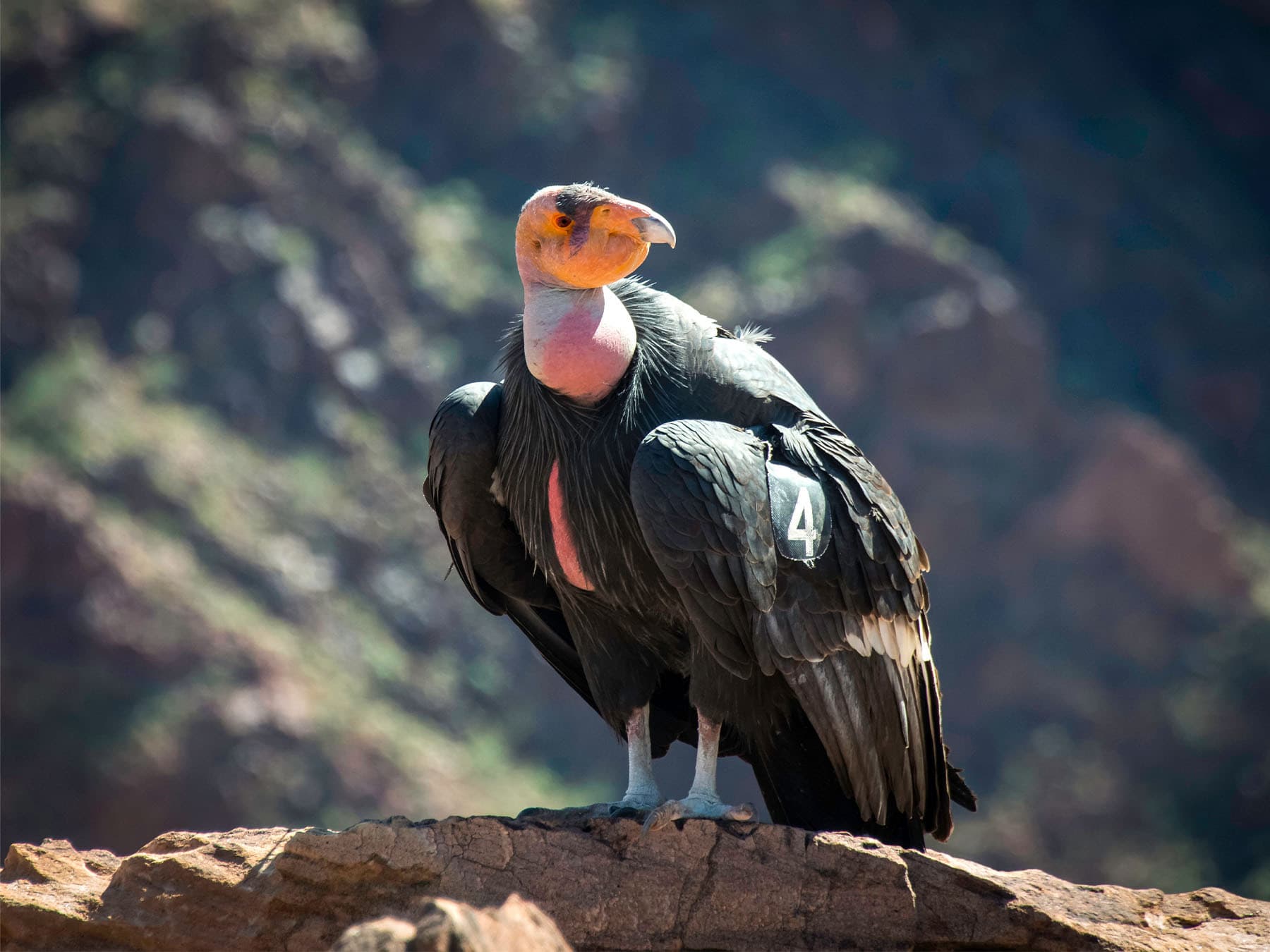 California condor in the grand canyon
