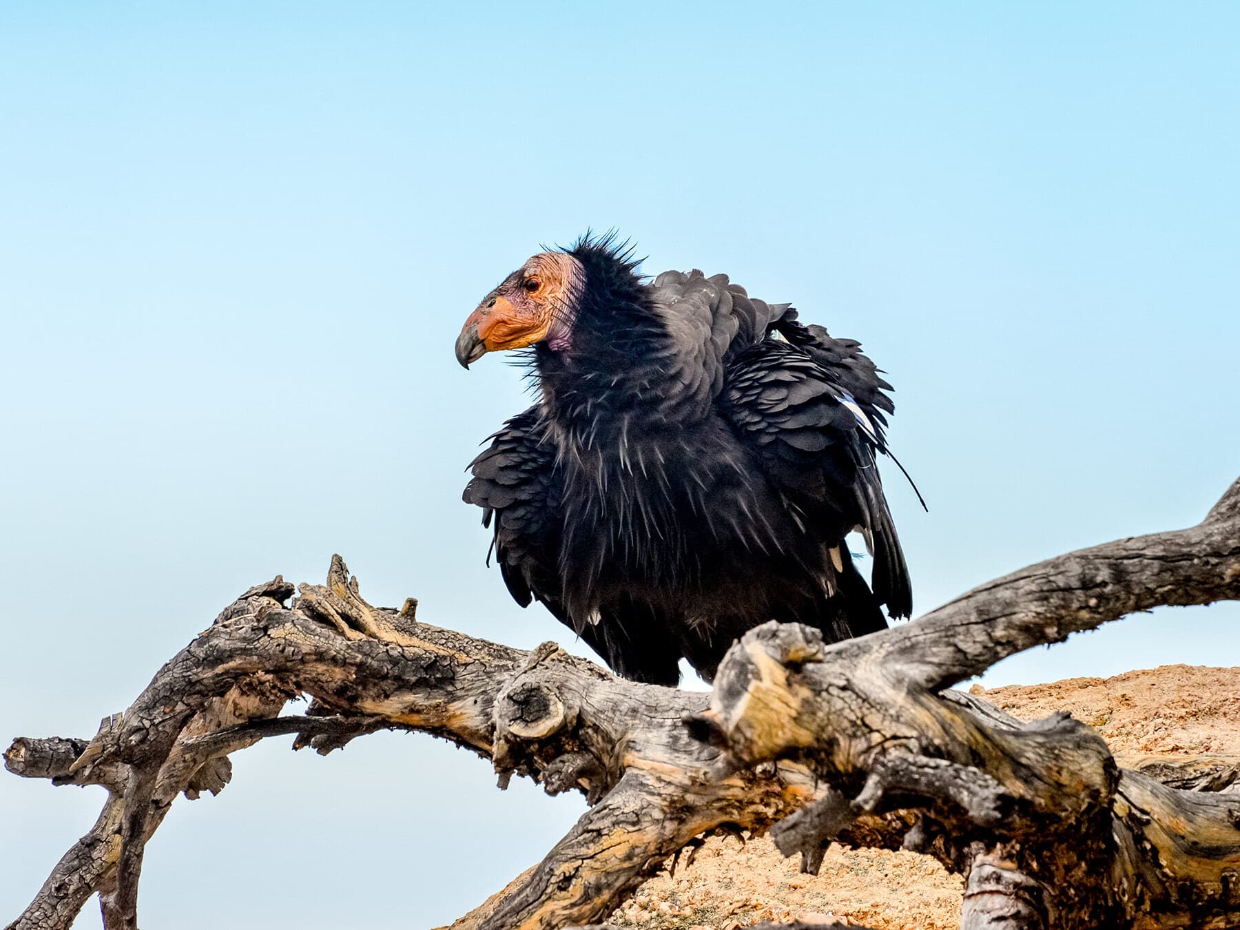 California condor perched