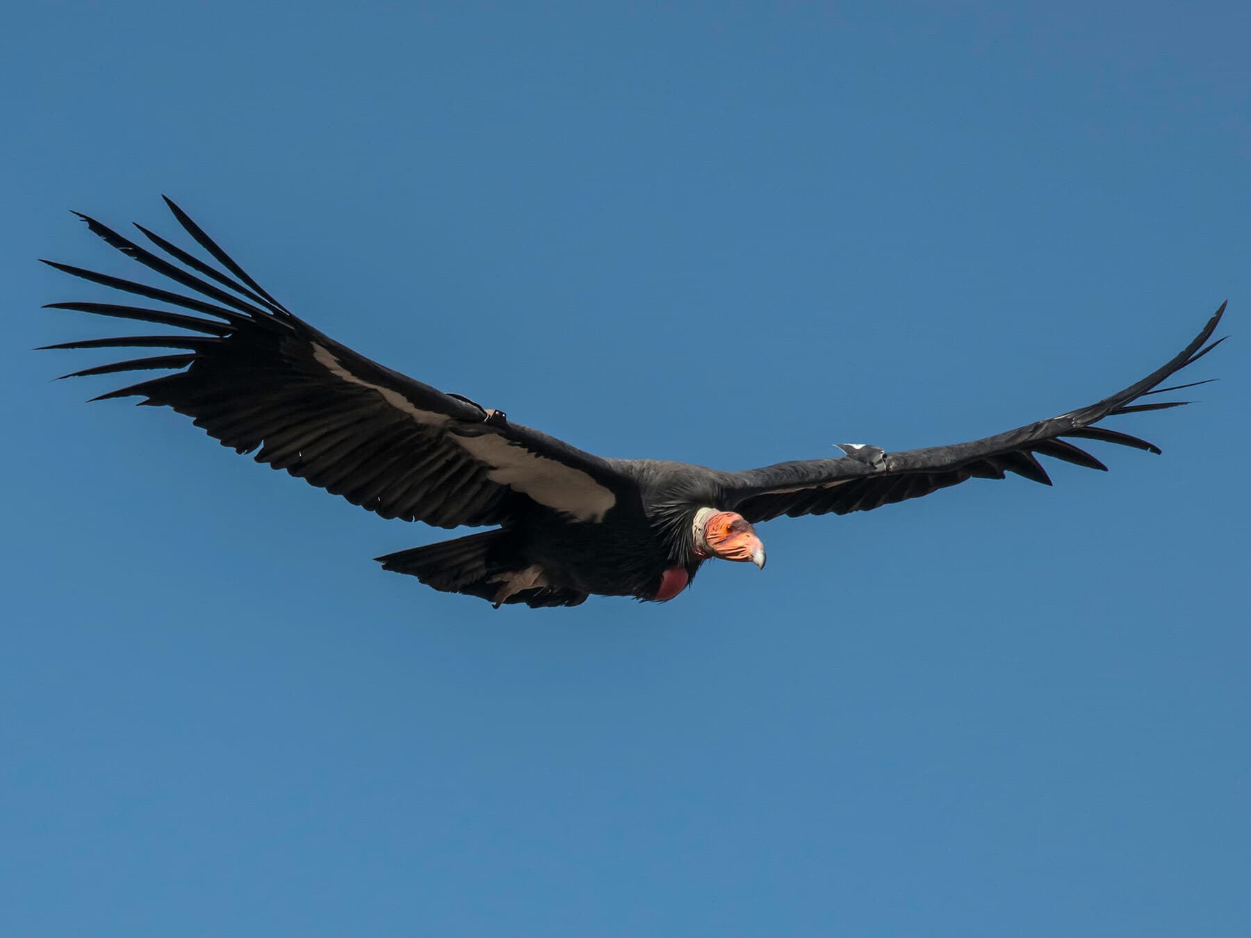 California condor soaring