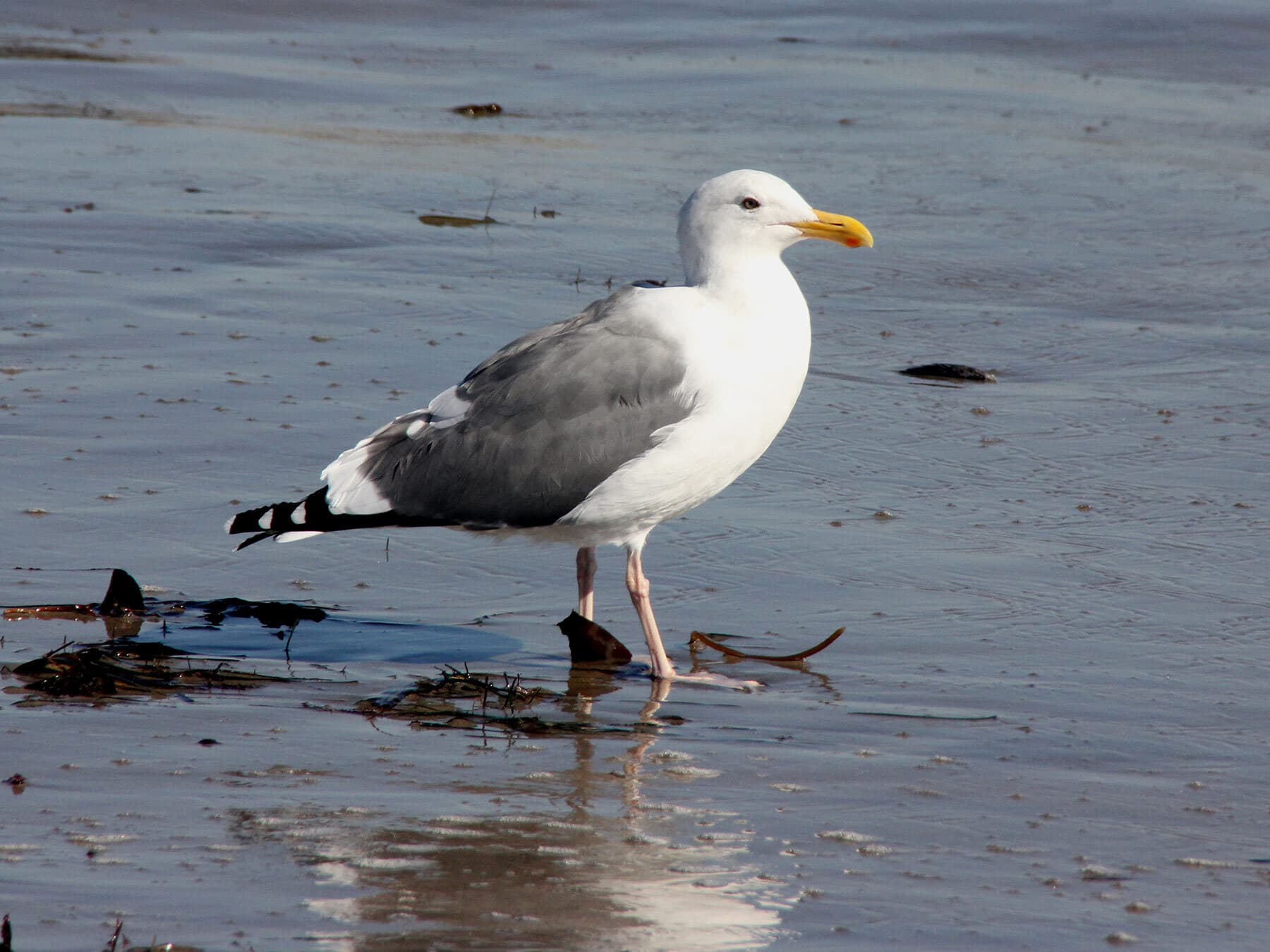 California gull utah