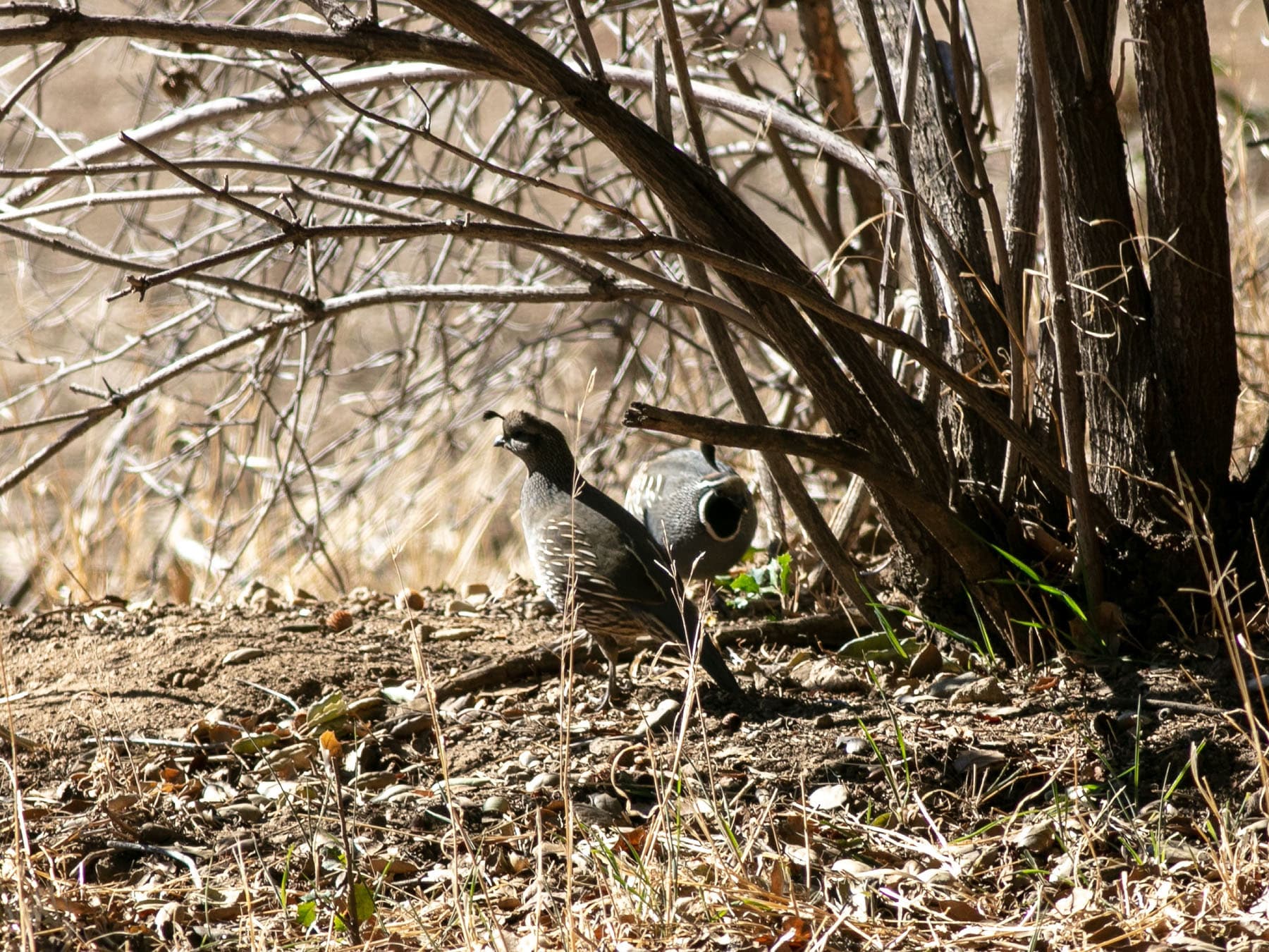 California quail breeding pair