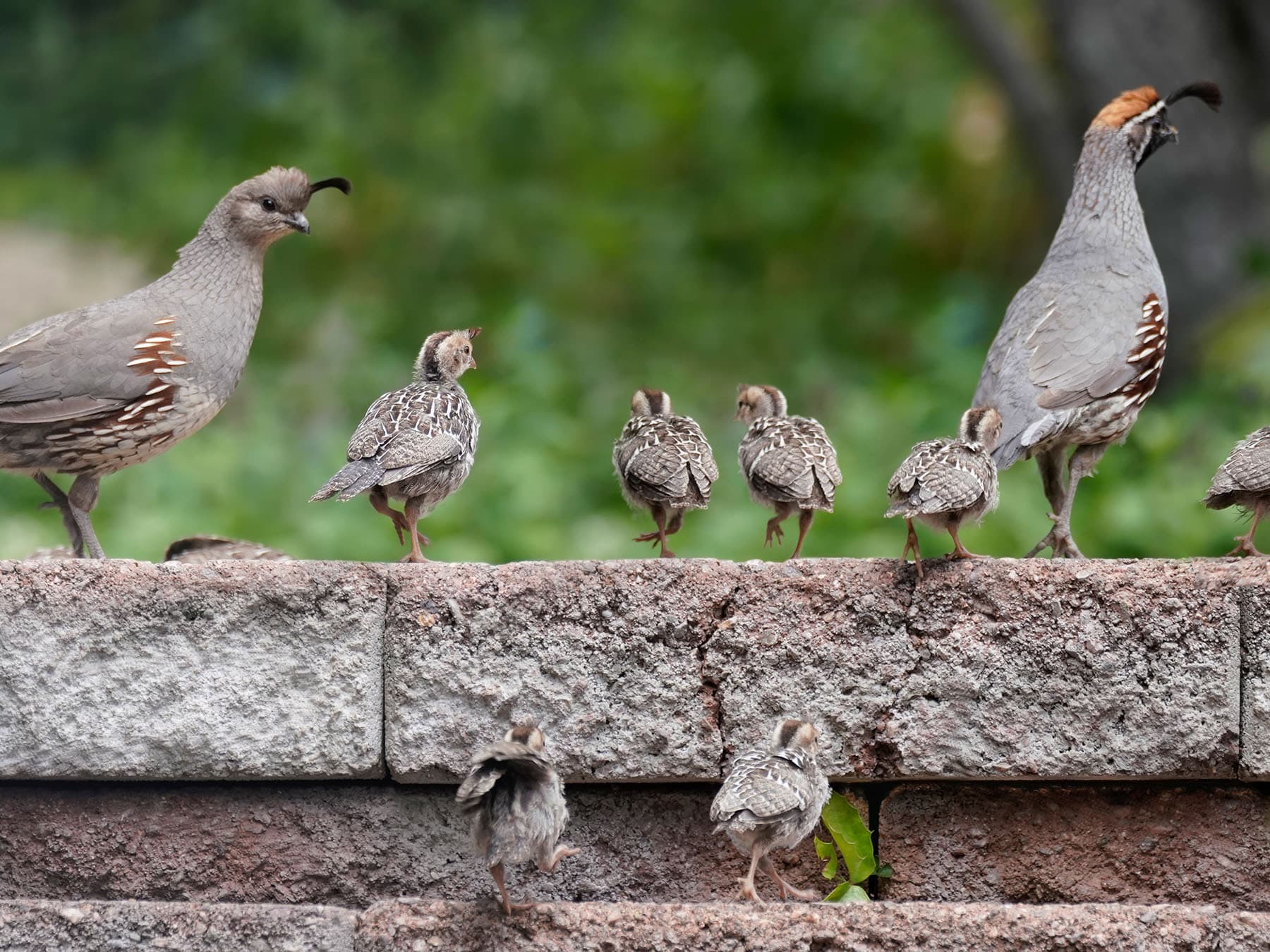 California quail family