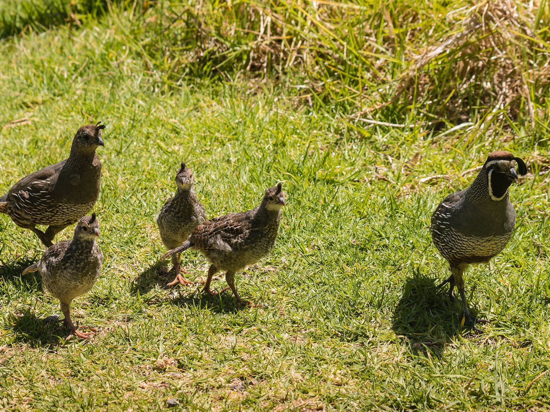 California quail flock