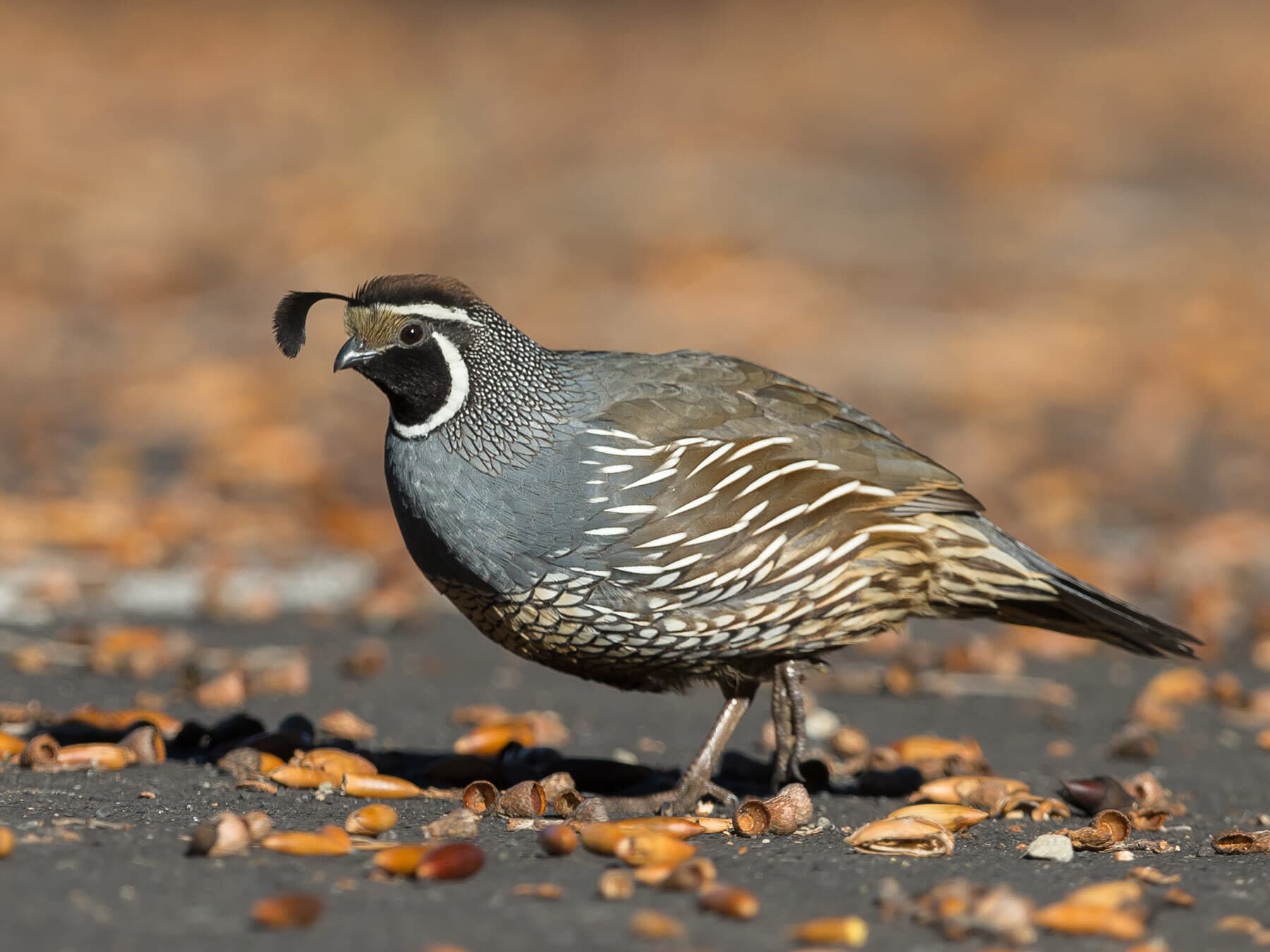 California quail foraging