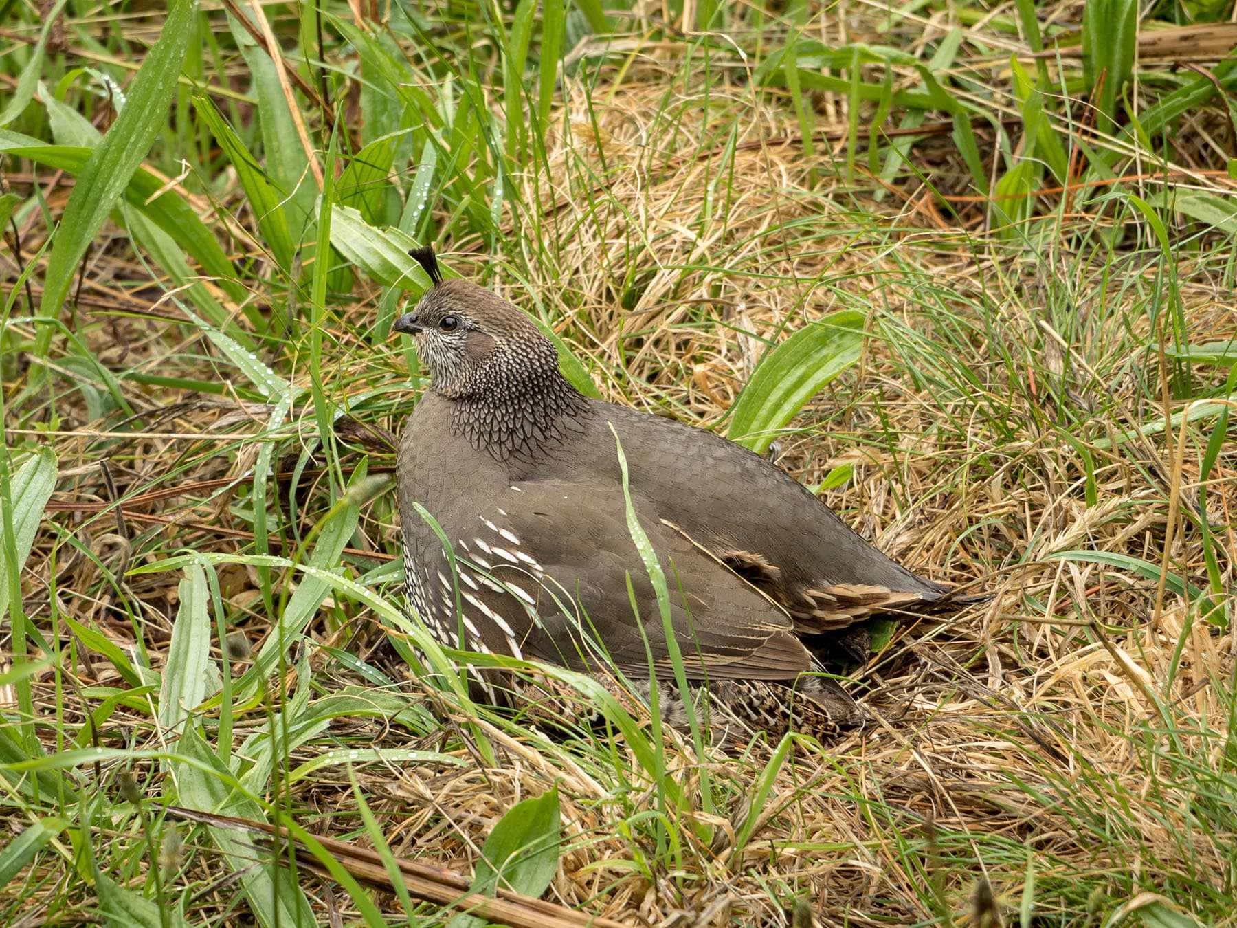 California quail nest