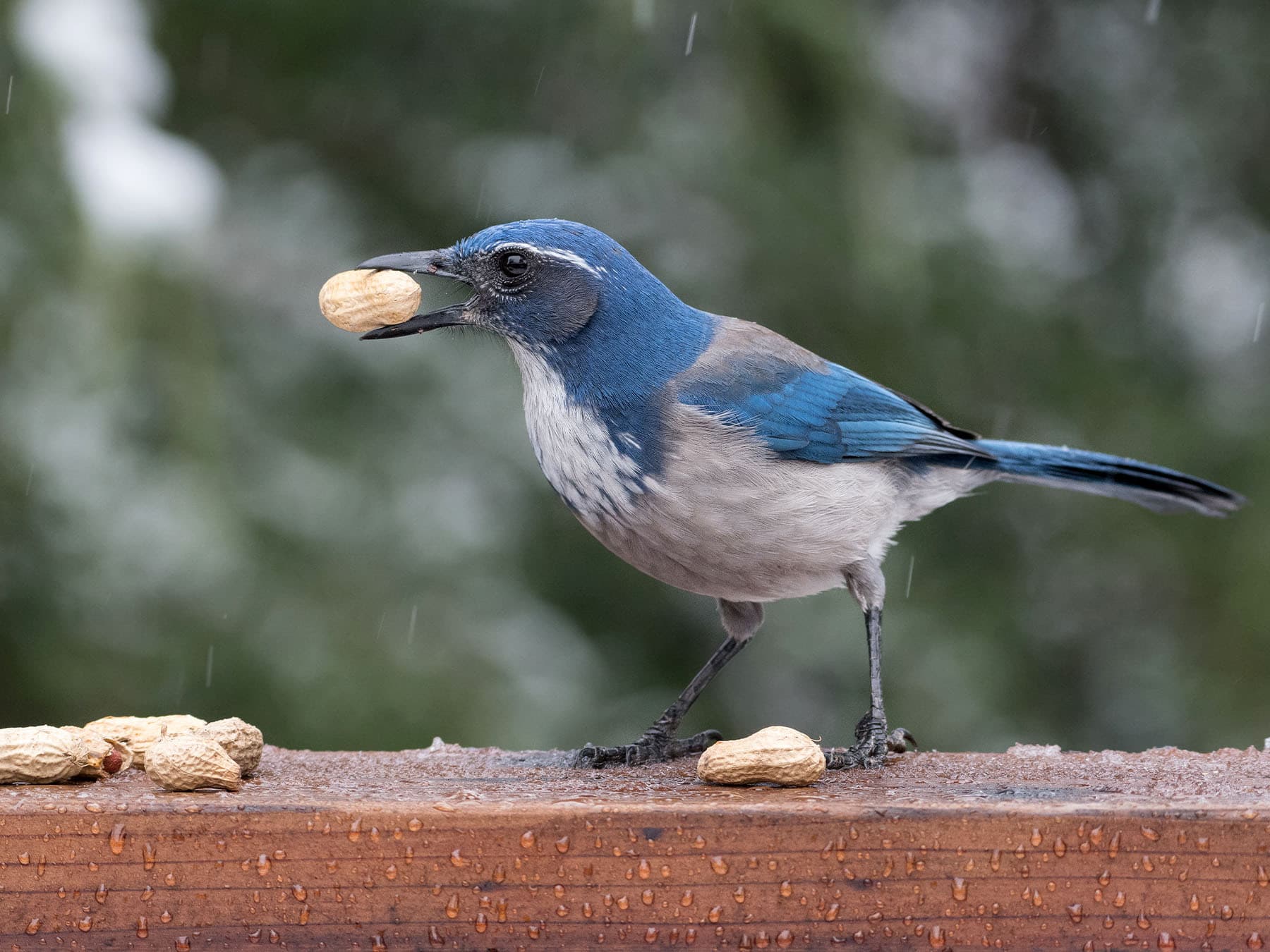 California scrub jay with nut in beak
