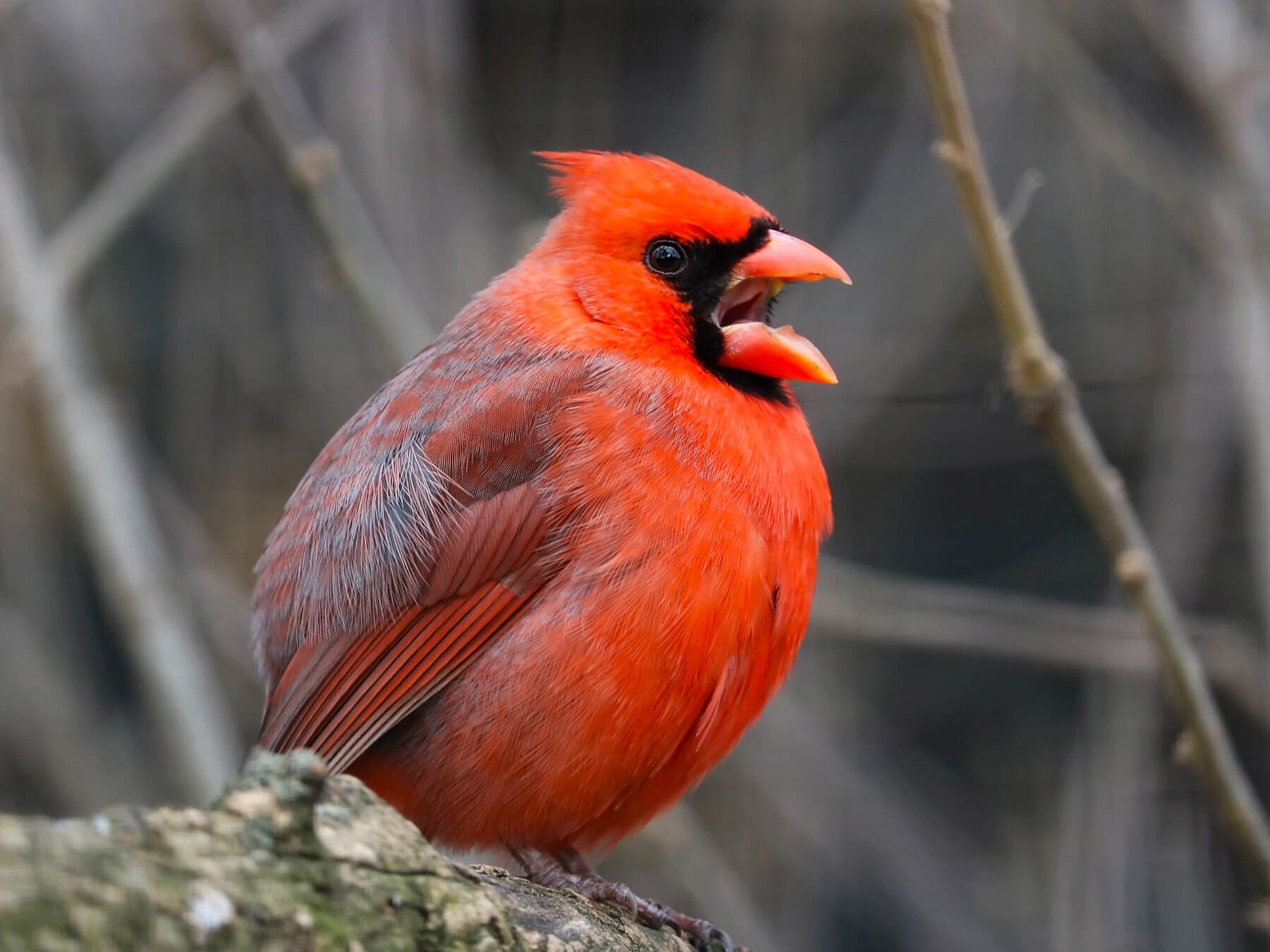A male cardinal calling with its bill wide open