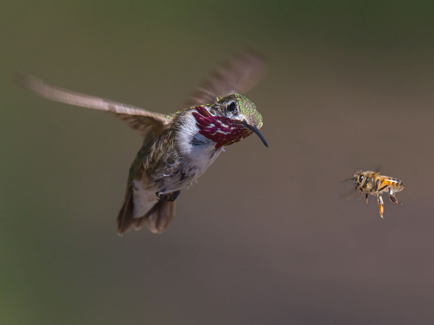 Calliope hummingbird and bee
