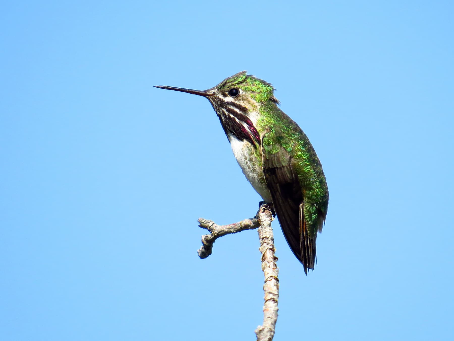 Calliope hummingbird perching on end of branch