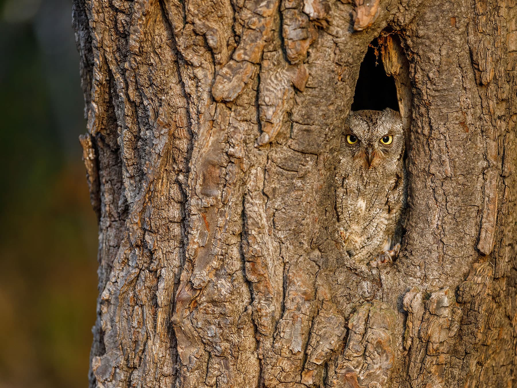 Camouflaged owl
