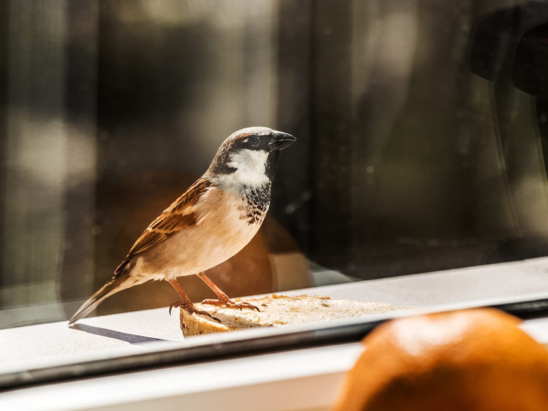 Can Birds See Through Windows? And How To Stop Them Flying Into Windows