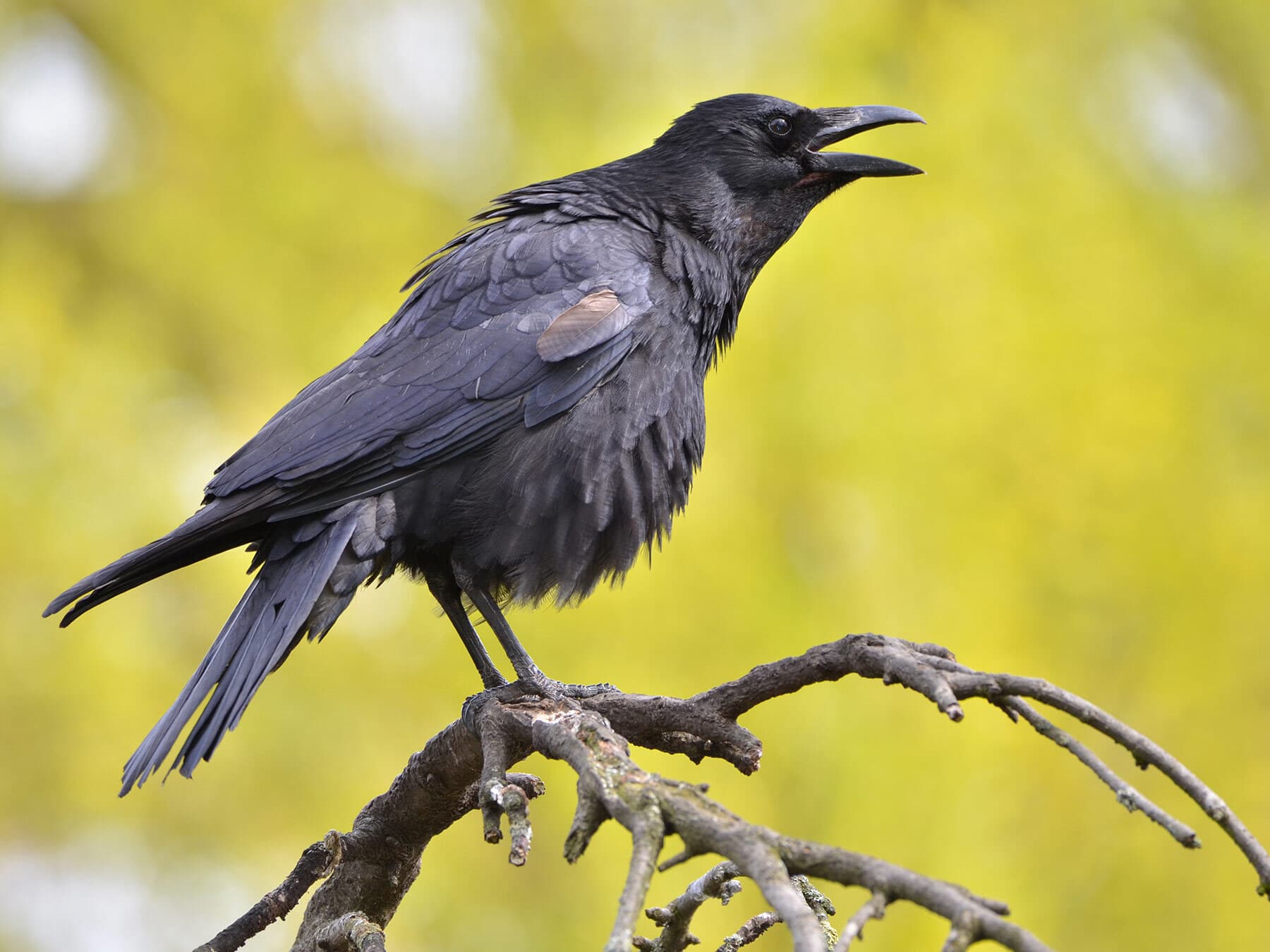 Can Crows Talk?