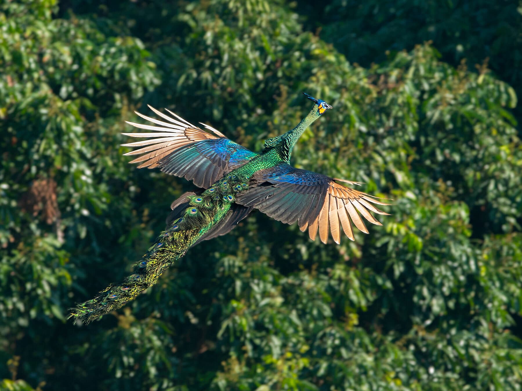 Can Peacocks Fly? Exploring Distance, Height & Speed