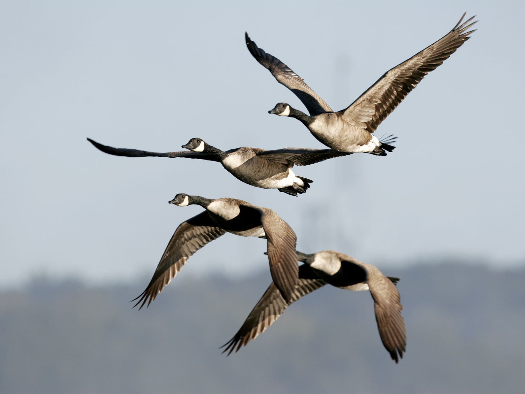 Canada geese during migration