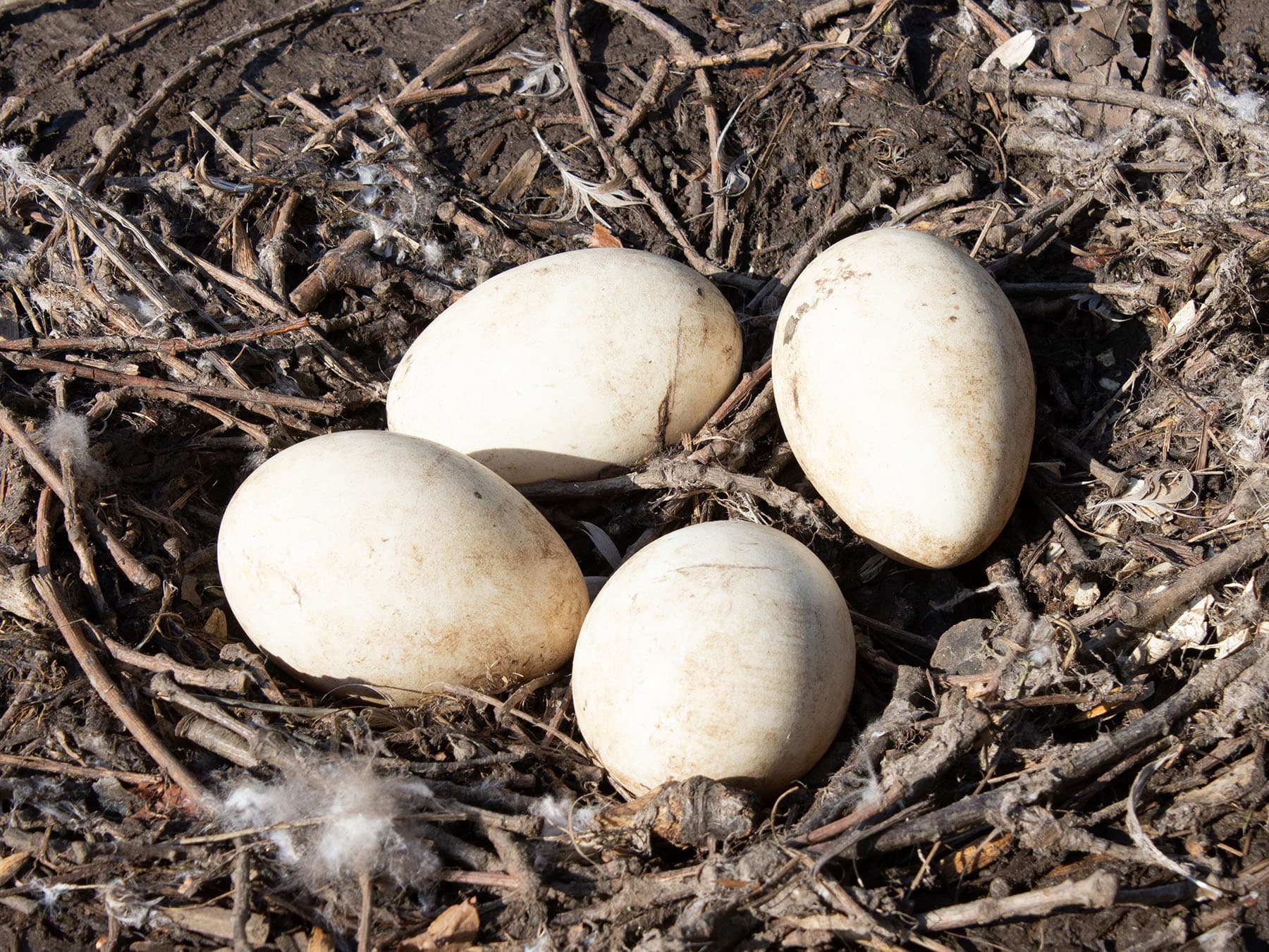 Canada goose eggs