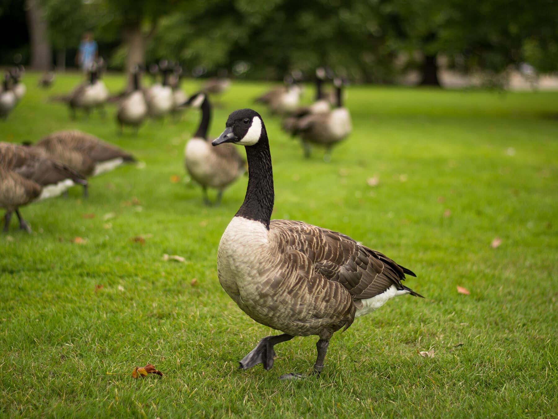 Canada goose flock in park