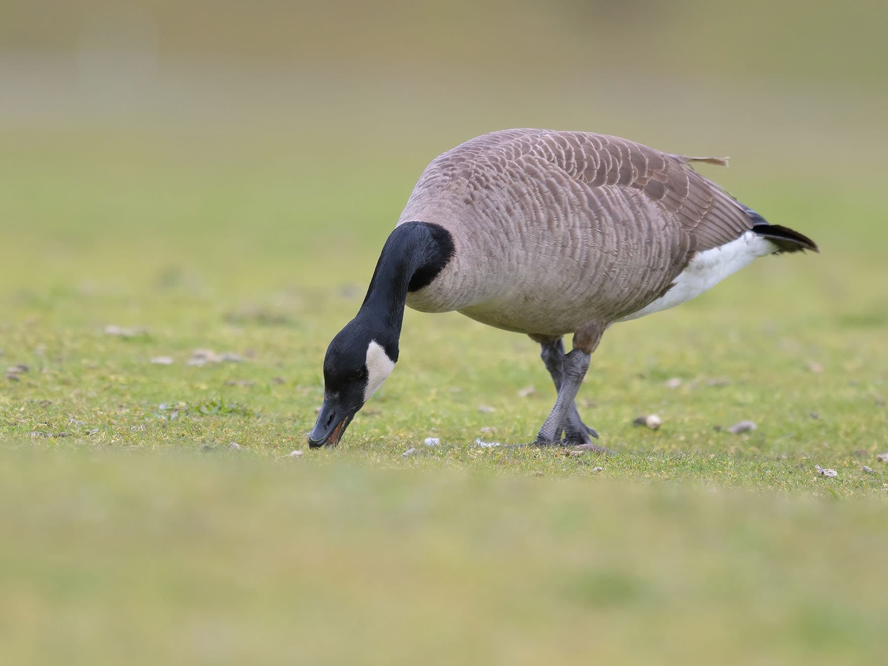 Canada goose foraging