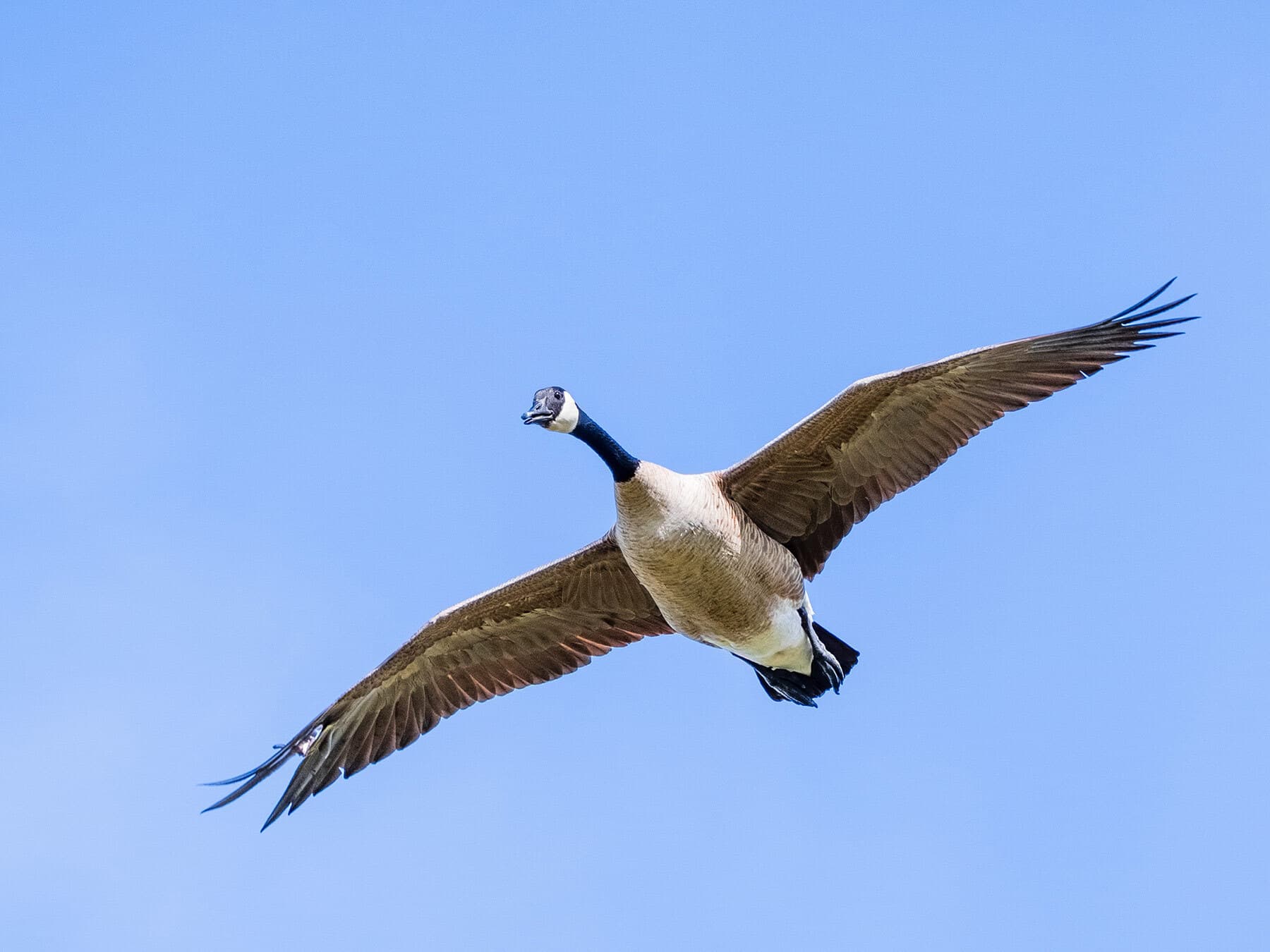 Canada goose in flight