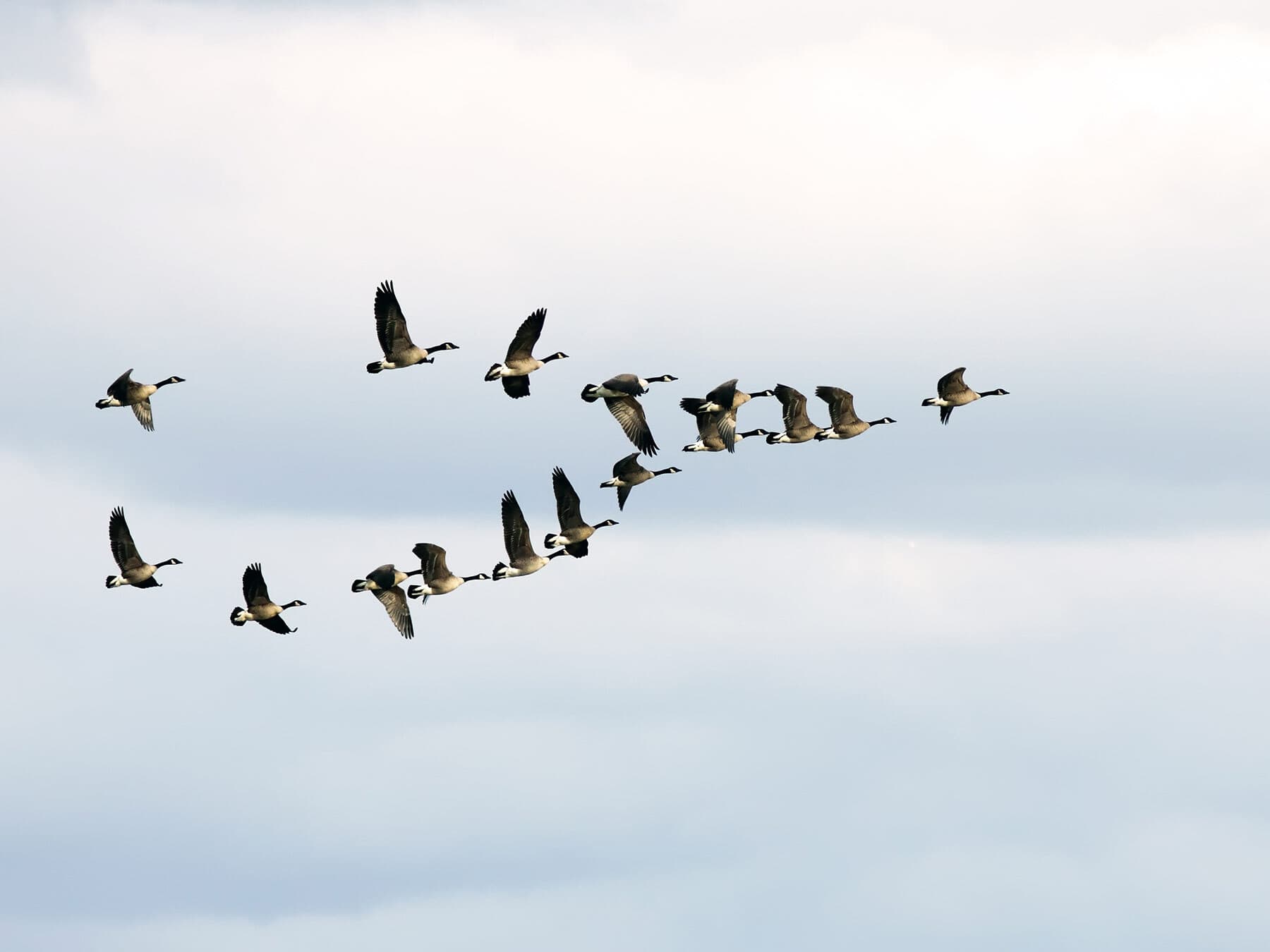 Canada goose migration