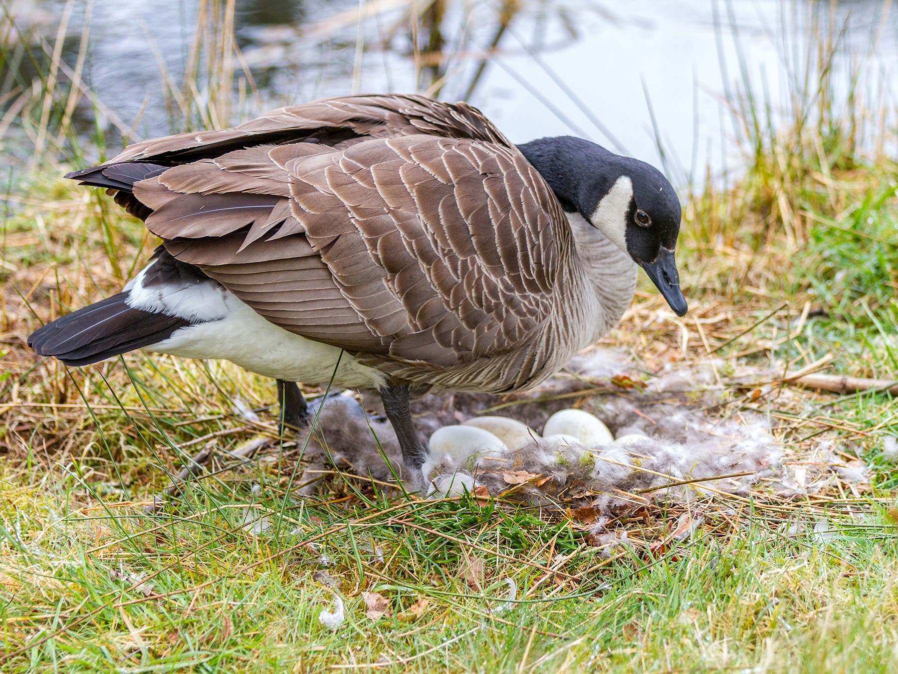 Canada goose nest