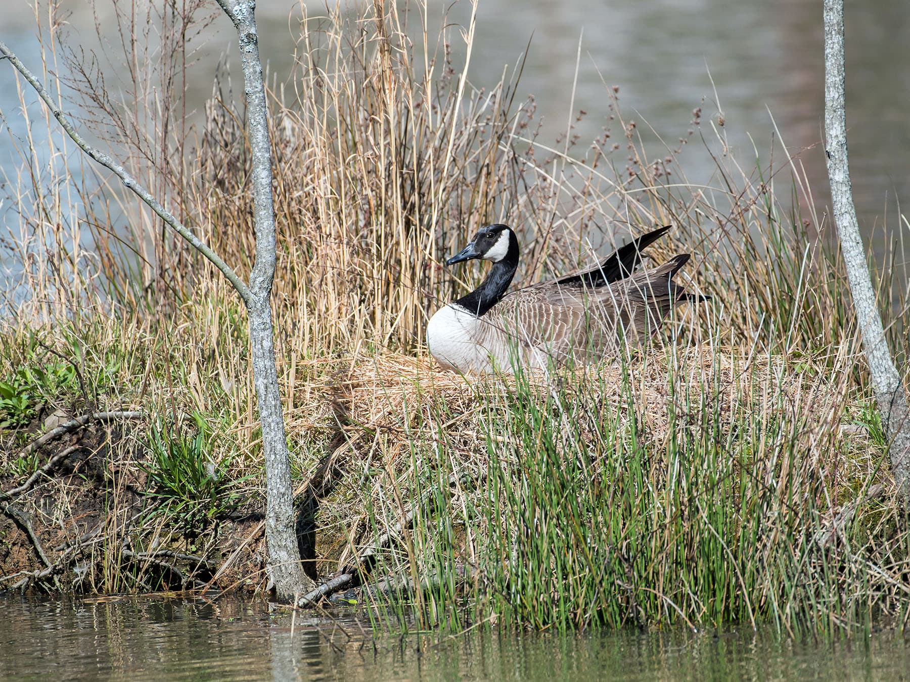 Canada goose nesting small island